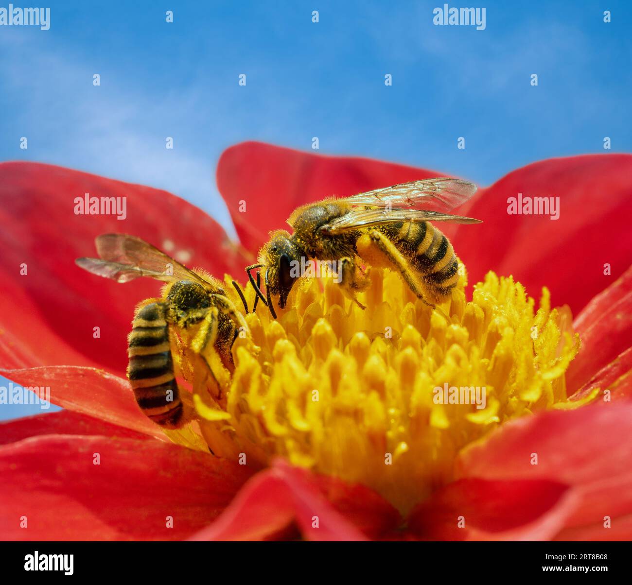 Macro di una grande ape solco a banda su una fioritura di dahlia Foto Stock
