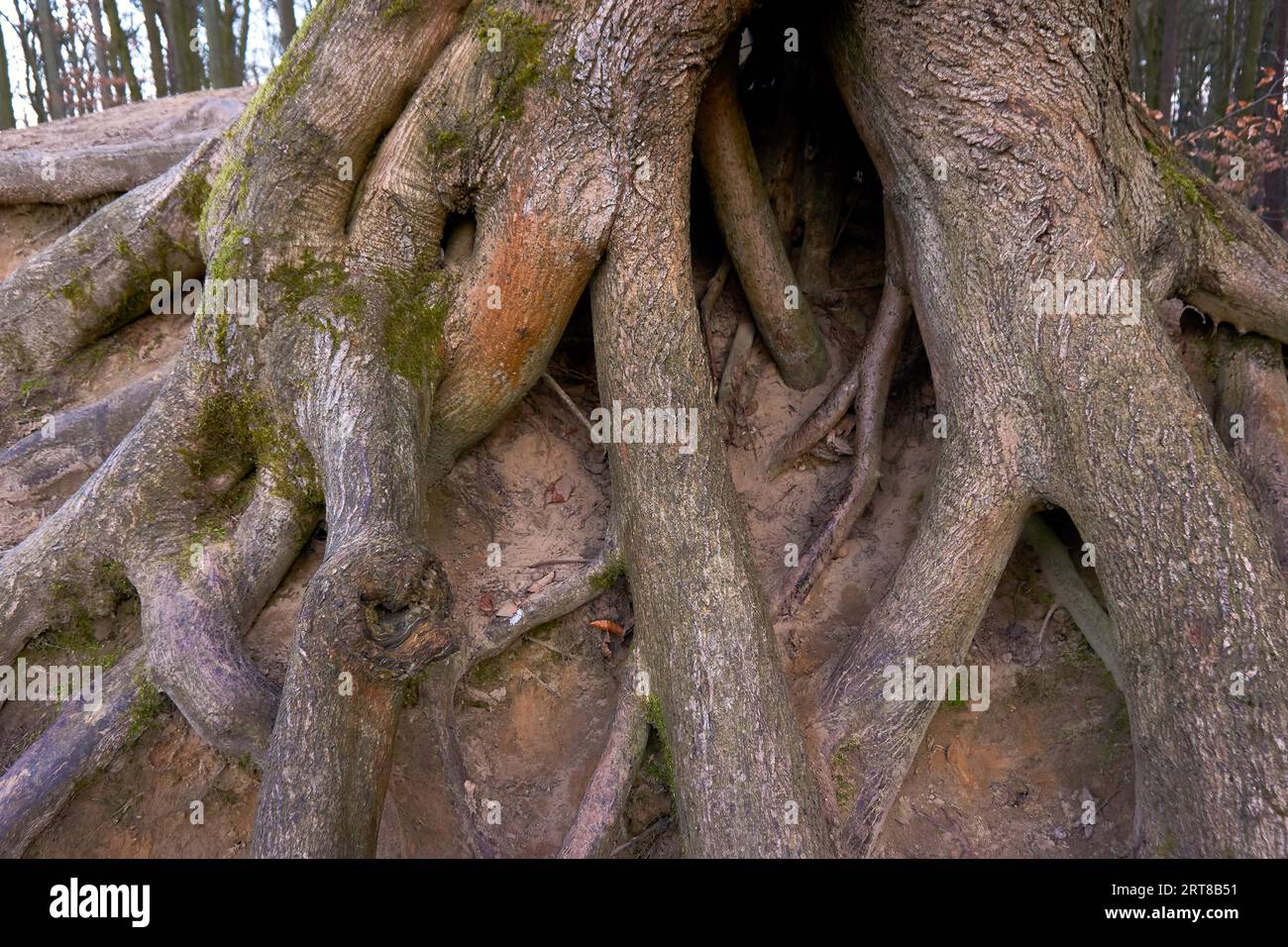 Corteccia verde maledetta e muschiata Foto Stock