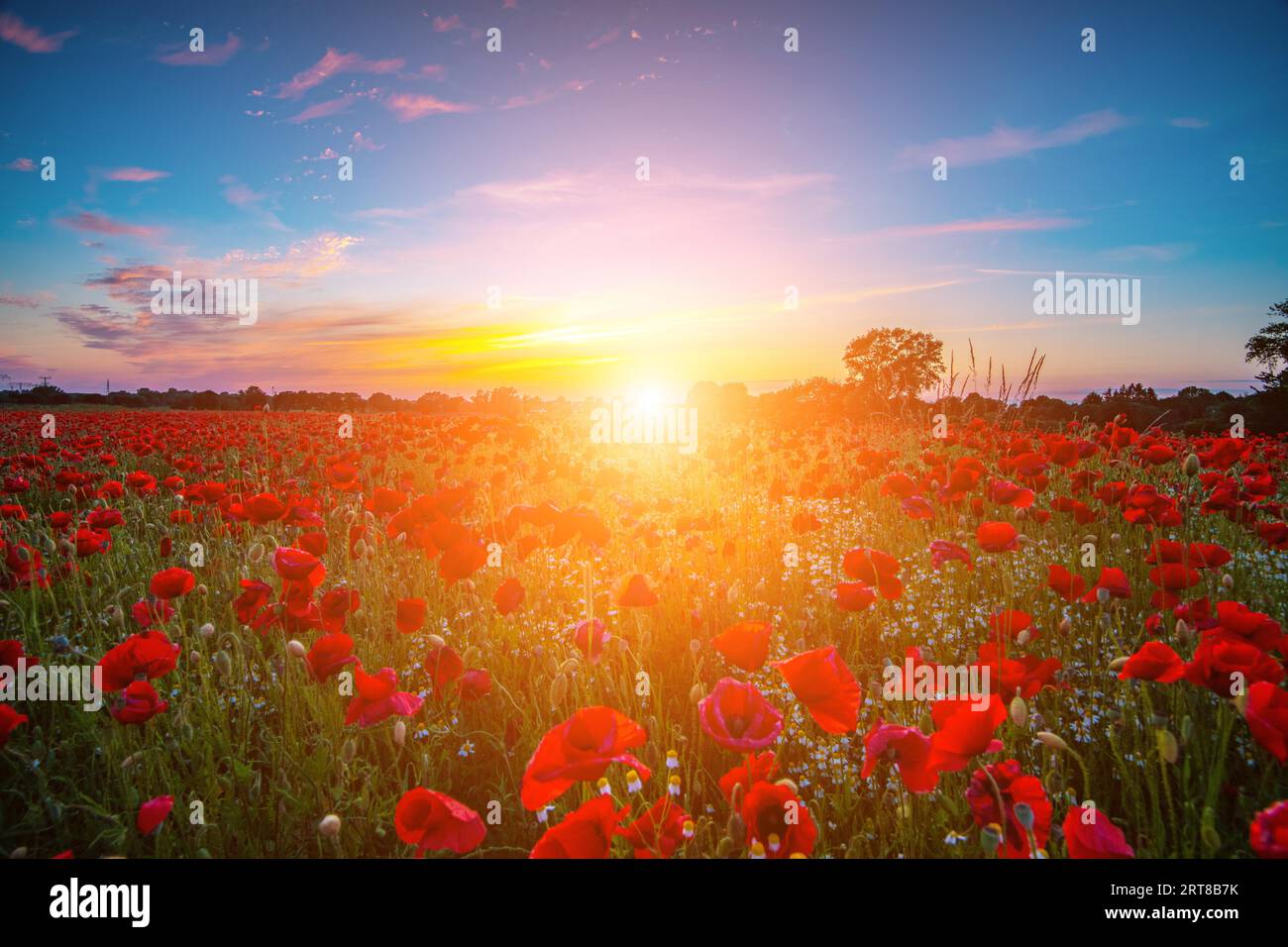 Prato papavero nella bella luce del tramonto Foto Stock