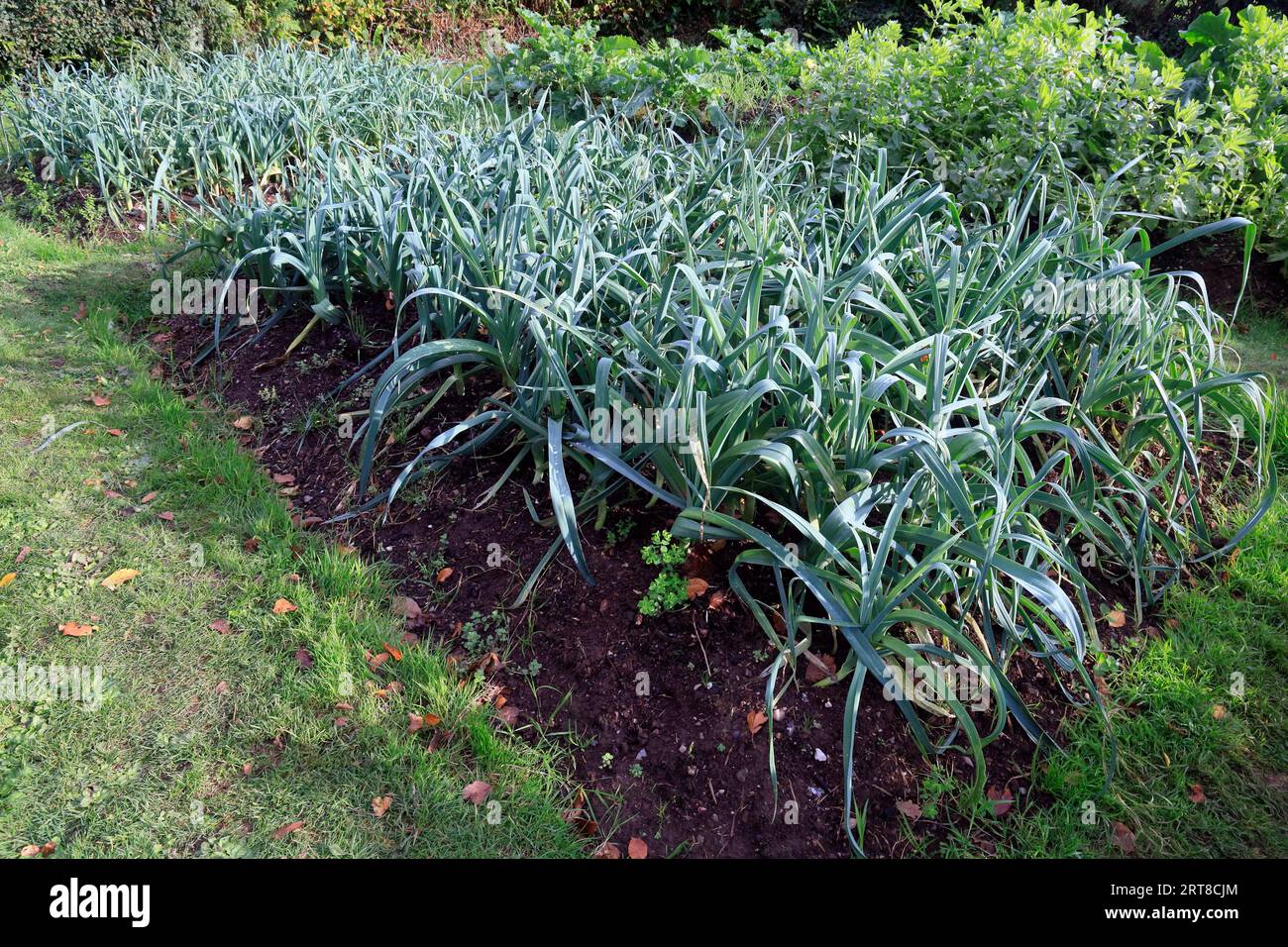 Letto di porro con piante di porro ben coltivate. (Allium ampeloprasum) Cardiff scene settembre 23. Emblemi nazionali del Galles Foto Stock