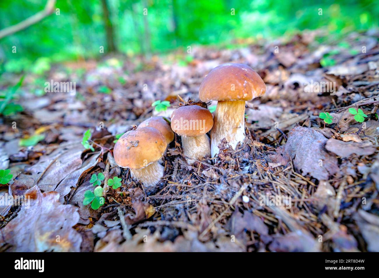 Una famiglia di bolo cresce nella foresta. Funghi porcini forestali nel loro habitat naturale. Famiglia Boletus. Foto Stock