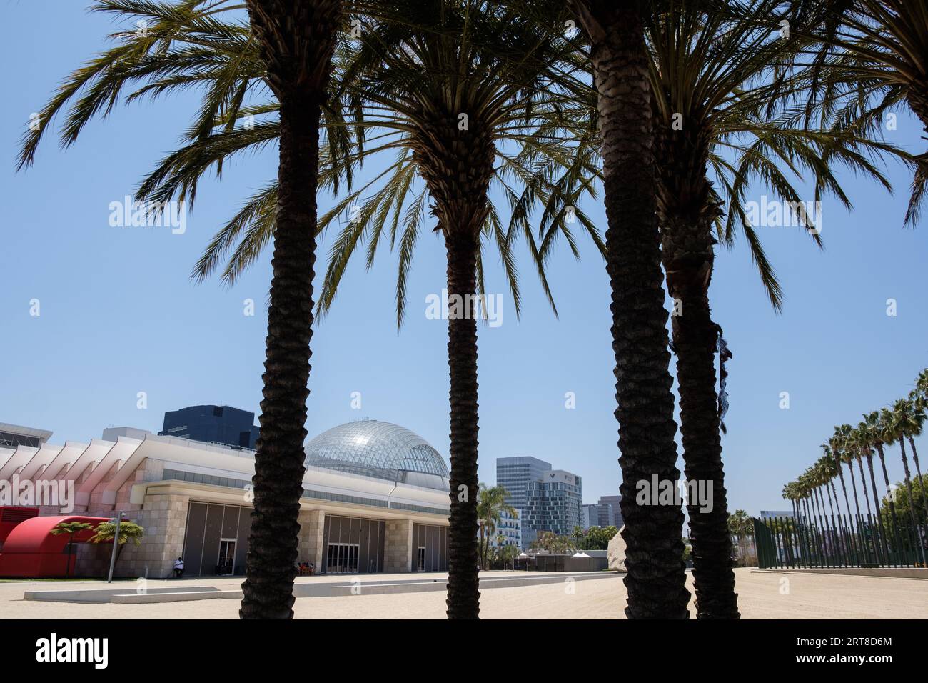Palme nella vista esterna del Los Angeles County Museum of Art (LACMA). Foto Stock