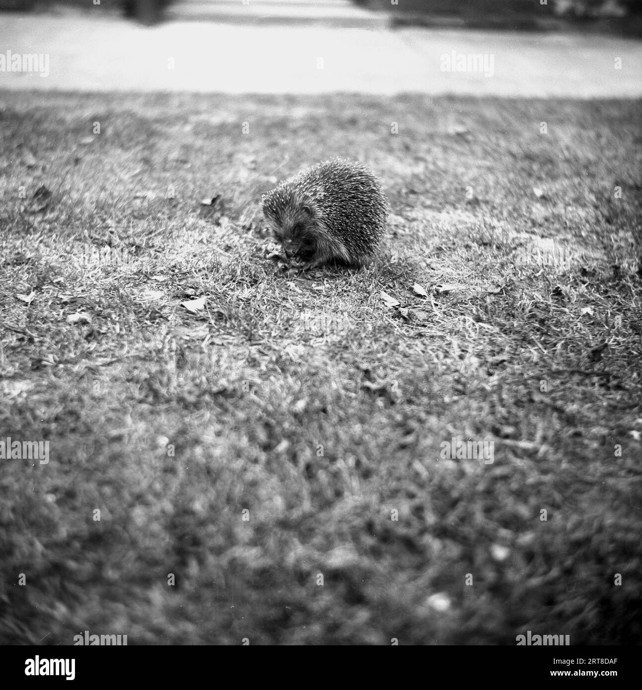anni '1950, storico, un porcospino a terra, un piccolo animale con spine taglienti o chiazze che lo protegge da potenziali predatori. Foto Stock
