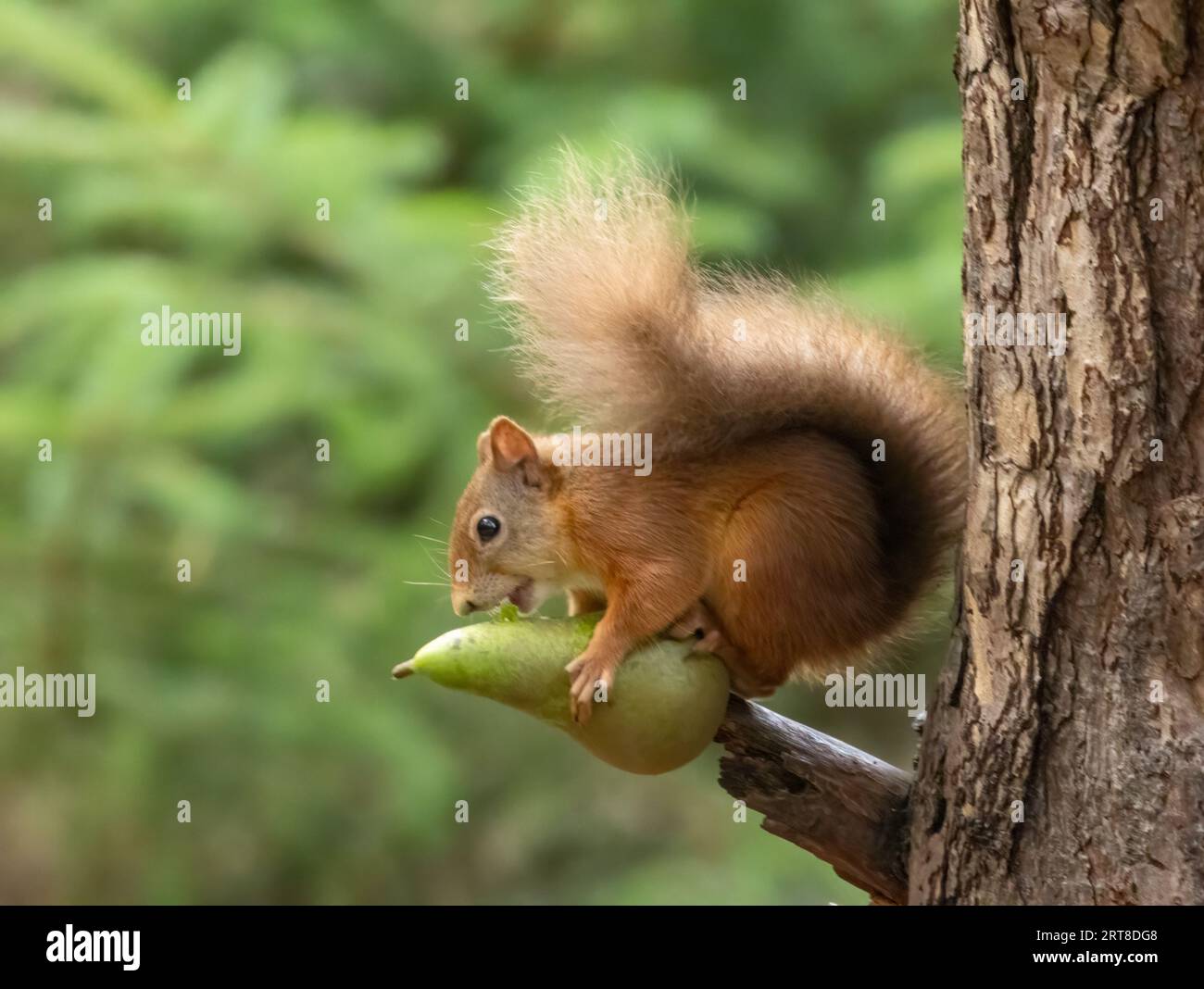 Piccolo scoiattolo rosso scozzese carino e affamato nel bosco che mangia una succosa pera verde sul ramo di un albero nella foresta Foto Stock