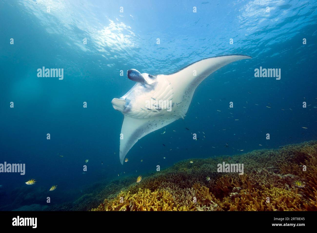 Comportamento simbiotico simbiosi della manta di barriera (Manta alfredi) Manta ray si libra alle attese sopra il wrasse detergente (Labroides dimidiatus) pulitore wrasse Foto Stock