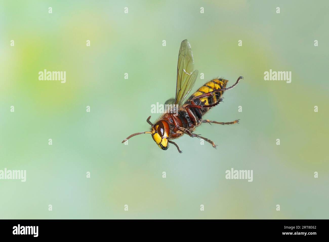 Calabrone europeo (Vespa crabro) lavoratore in volo, foto naturalistica ad alta velocità, insetti, Siegerland, Renania settentrionale-Vestfalia, Germania Foto Stock