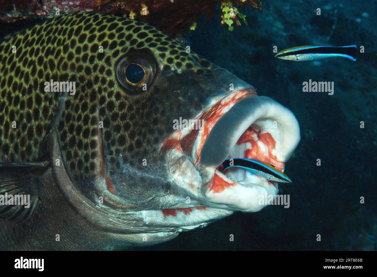 Il labbro dolce di arlecchino (Plectorhinchus chaetodonoides) è stato rimosso dai parassiti in una stazione di pulizia a bocca aperta da un paio di wrasse detergente Foto Stock