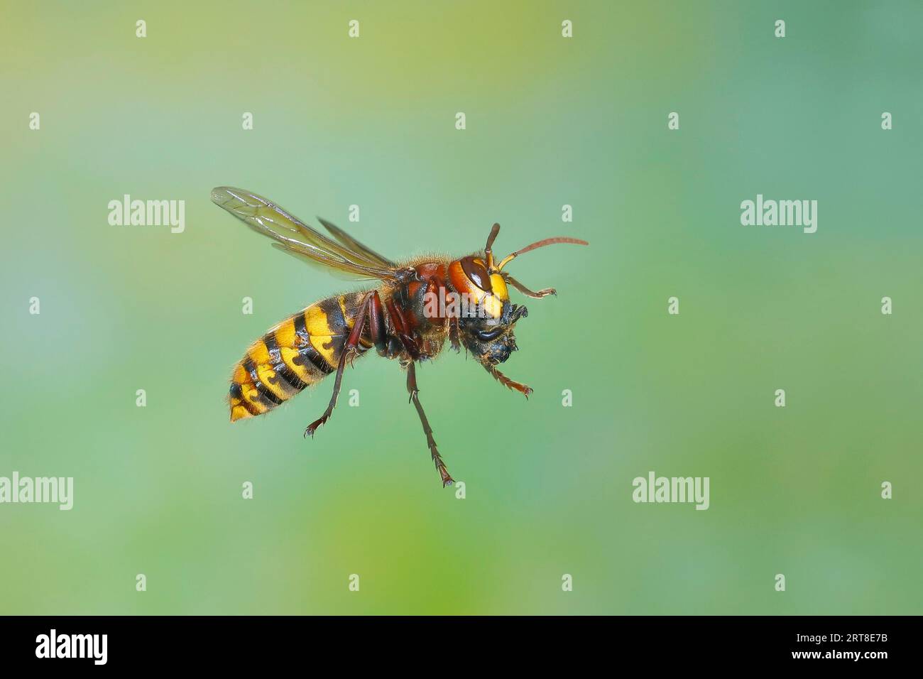 Calabrone europeo (Vespa crabro) lavoratore con cibo, in volo, foto naturalistiche ad alta velocità, insetti, Siegerland, Renania settentrionale-Vestfalia, Germania Foto Stock