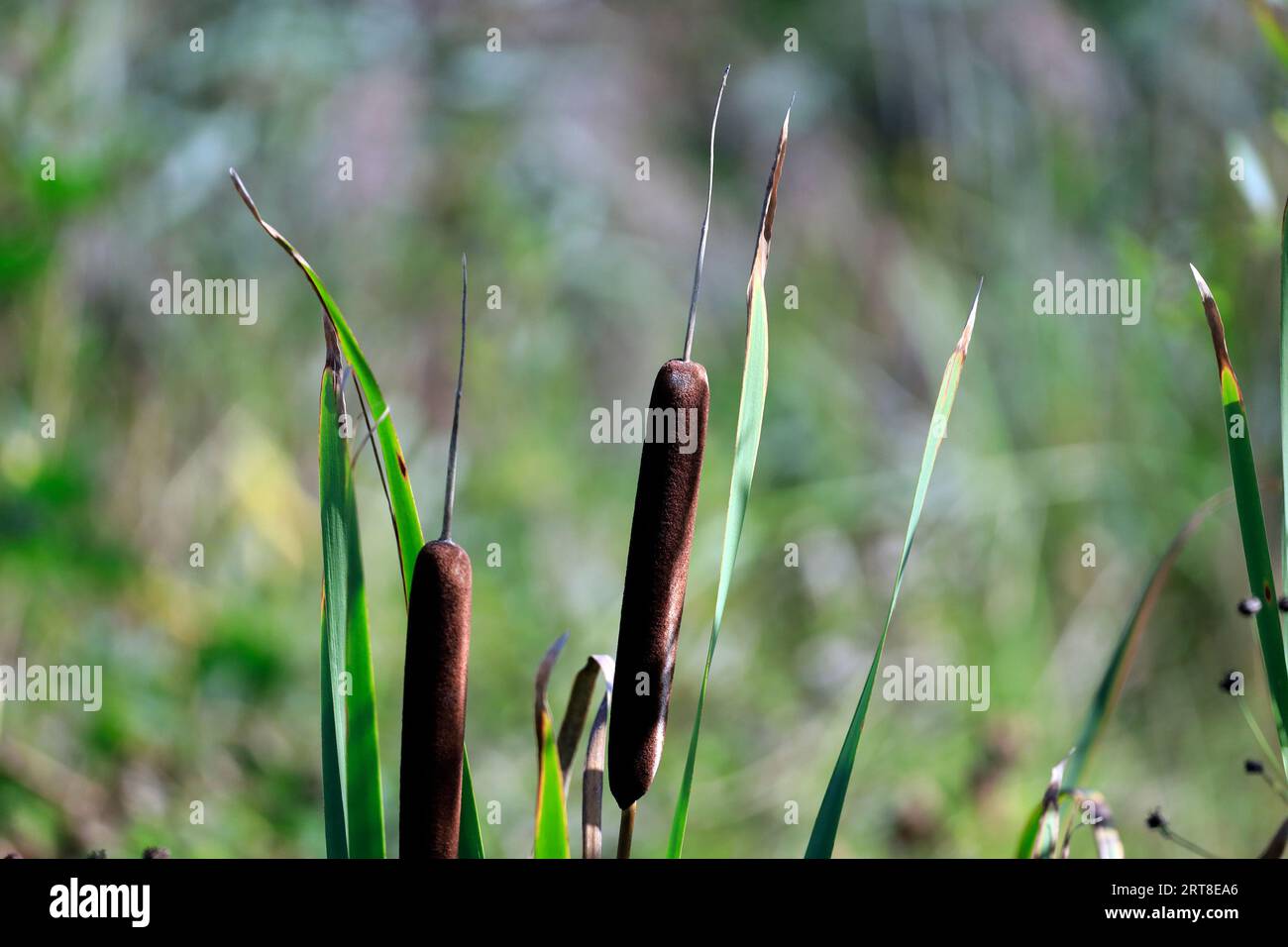 Reed mace (typha) Cardiff settembre 2023 Foto Stock