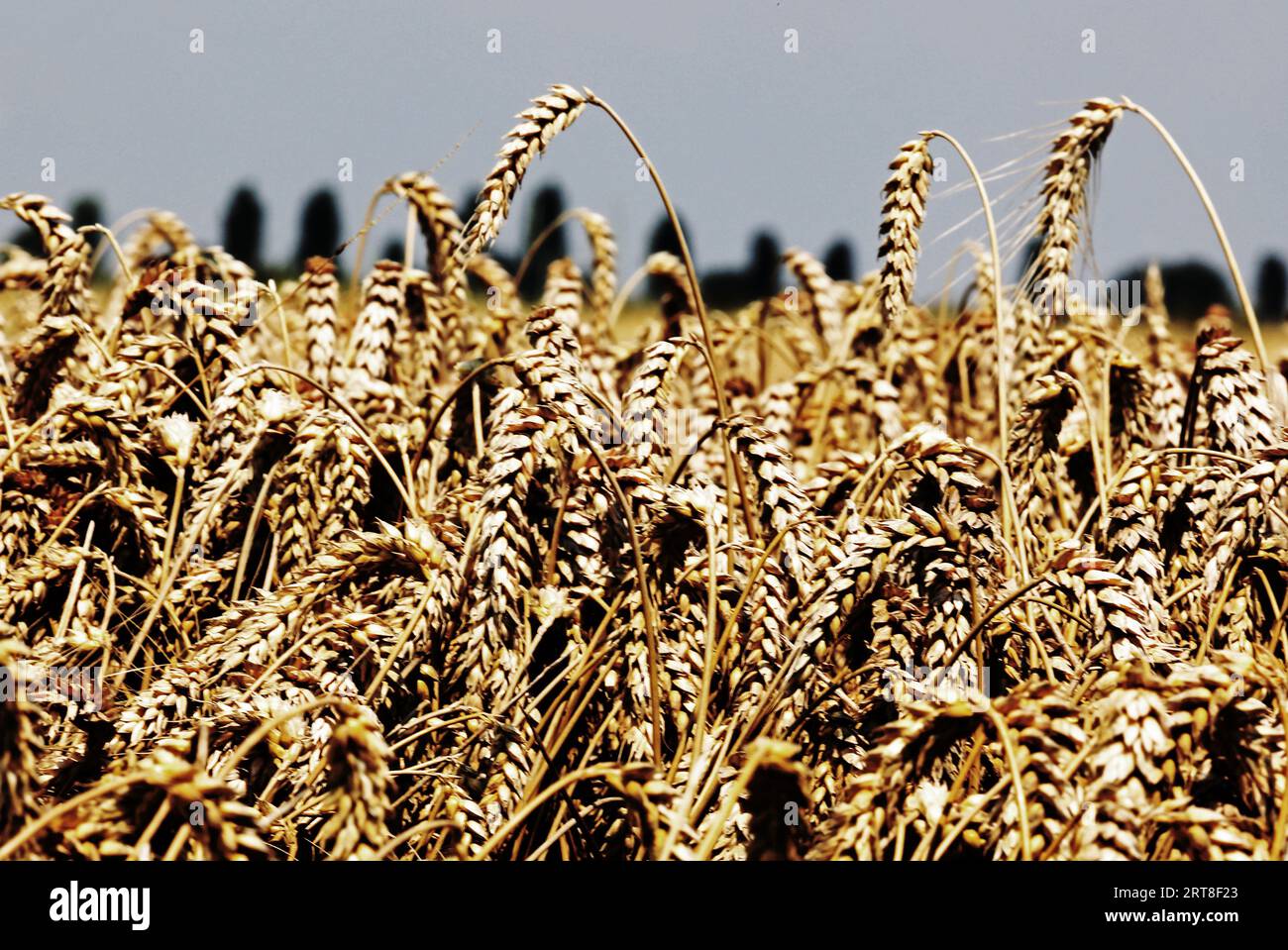 campo di grano con orecchie dorate mature con semi pronti per la raccolta per la produzione di farina Foto Stock
