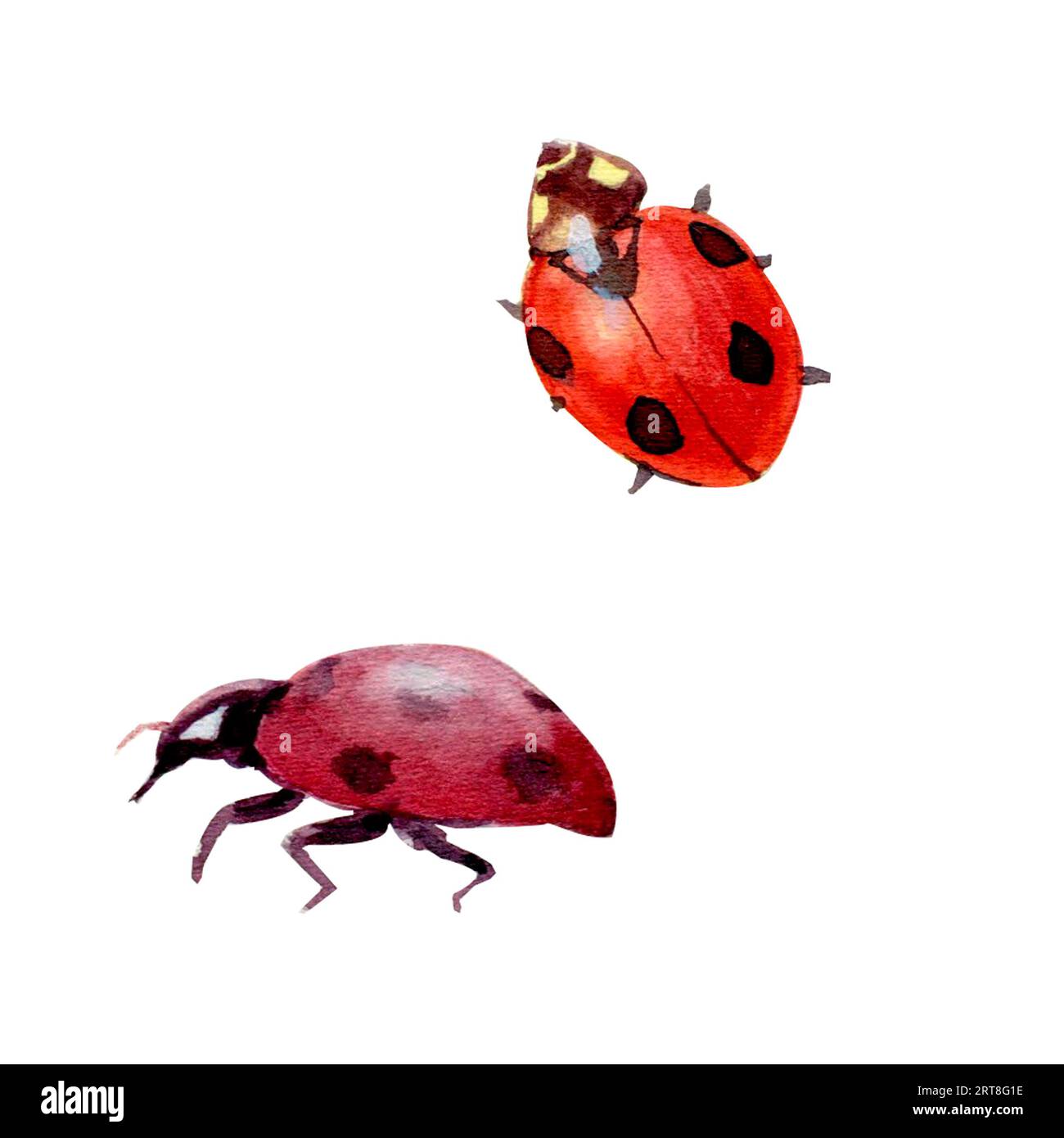 Illustrazione dell'acquerello ladybug su sfondo bianco isolato. Illustrazione per cucina, stanza dei bambini, illustrazione per cartolina, poster. Foto Stock