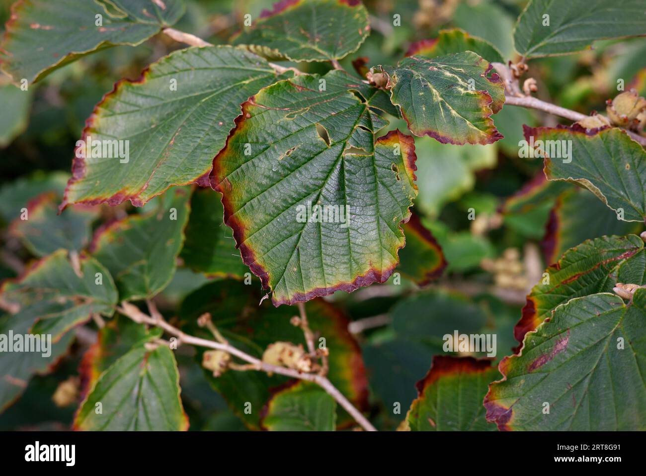 Primo piano delle verdi foglie estive con un bordo marrone del perenne arbusto da giardino o piccolo albero hamamelis intermedia pallida. Foto Stock