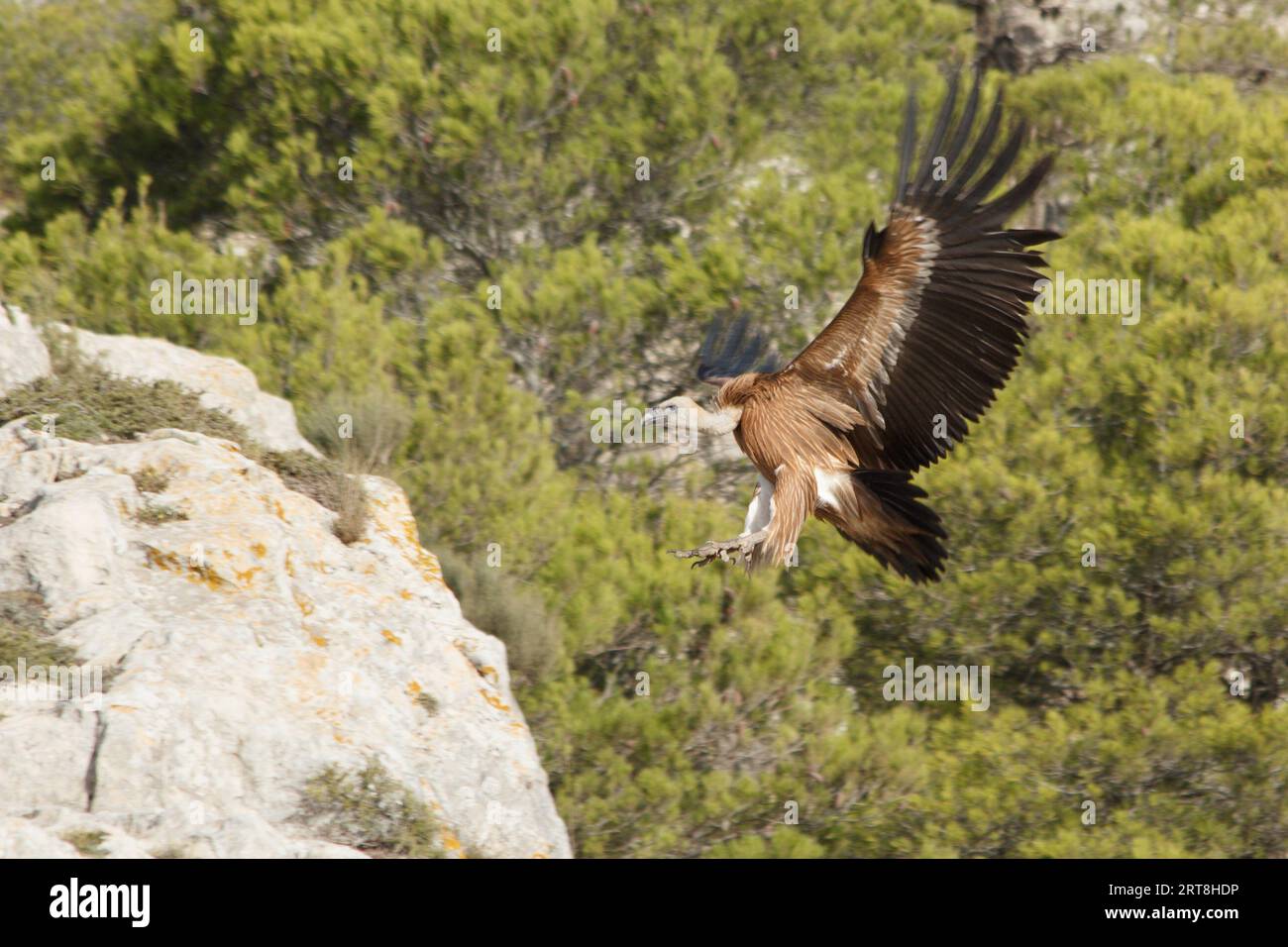 Gyps fulvus sbarco sulla roccia di Alt de les Pedreres ad Alcoi, Spagna Foto Stock