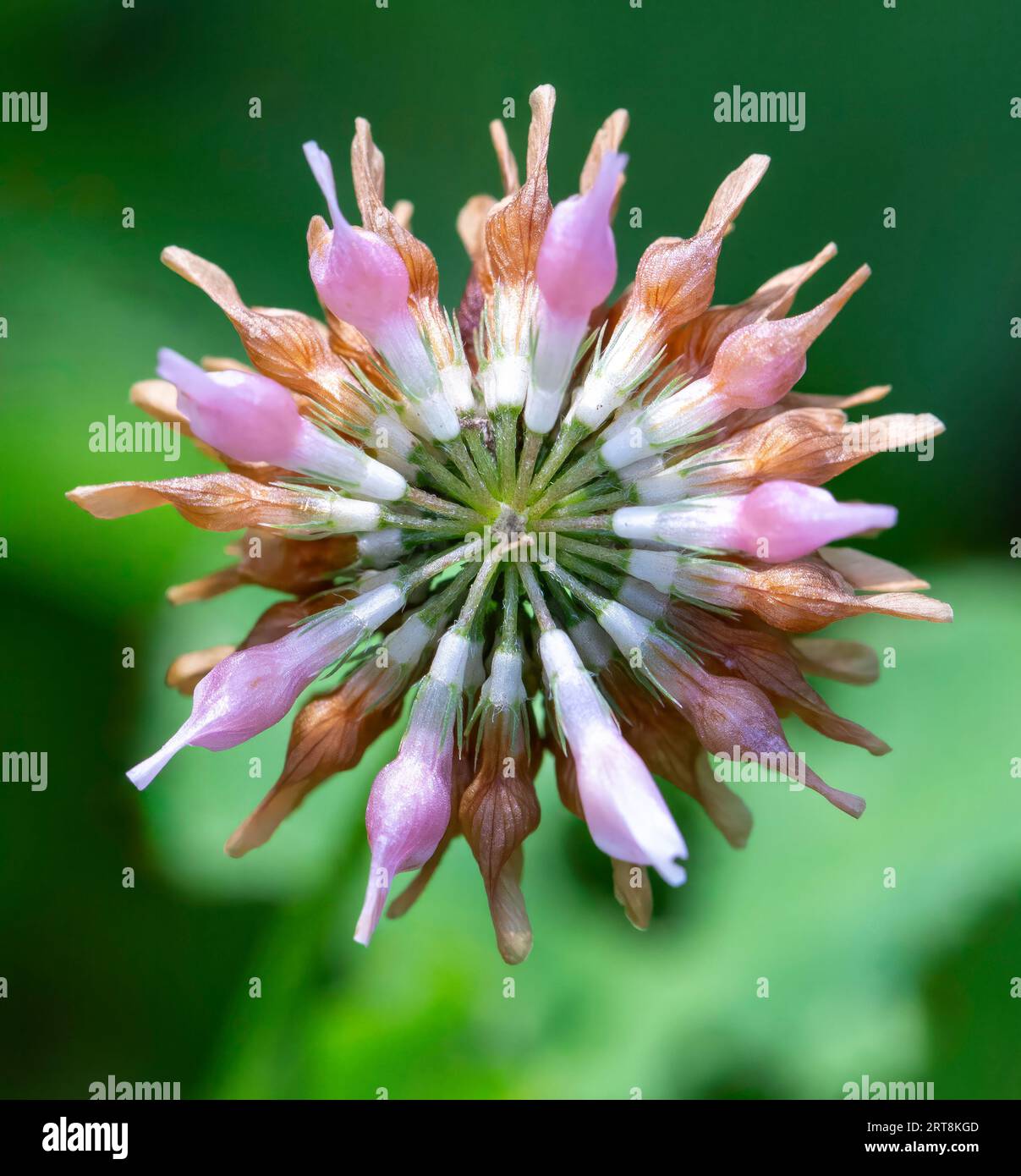 Sezione trasversale del Trifolium hybridum, il fiore globulare di Alsike Clover lungo la sponda settentrionale del lago superiore nel Minnesota settentrionale. Il com Foto Stock