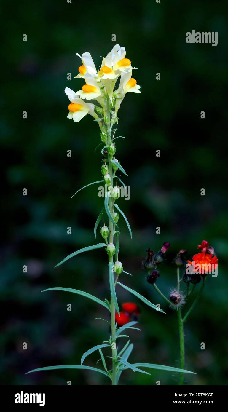Il Linaria vulgaris, il toadflax comune, il toadflax giallo o burro-e-uova, è una specie di pianta da fiore della famiglia Plantaginaceae. La pianta wa Foto Stock