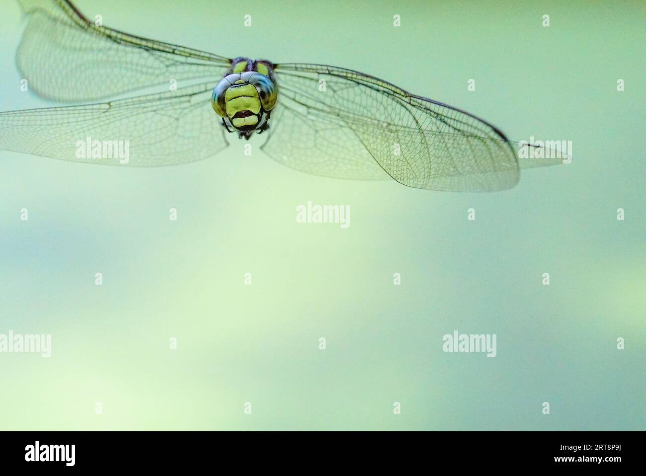 Southern Hawker in Flight Over King Alfred's Tower Woodland, Somerset 3-6 Foto Stock