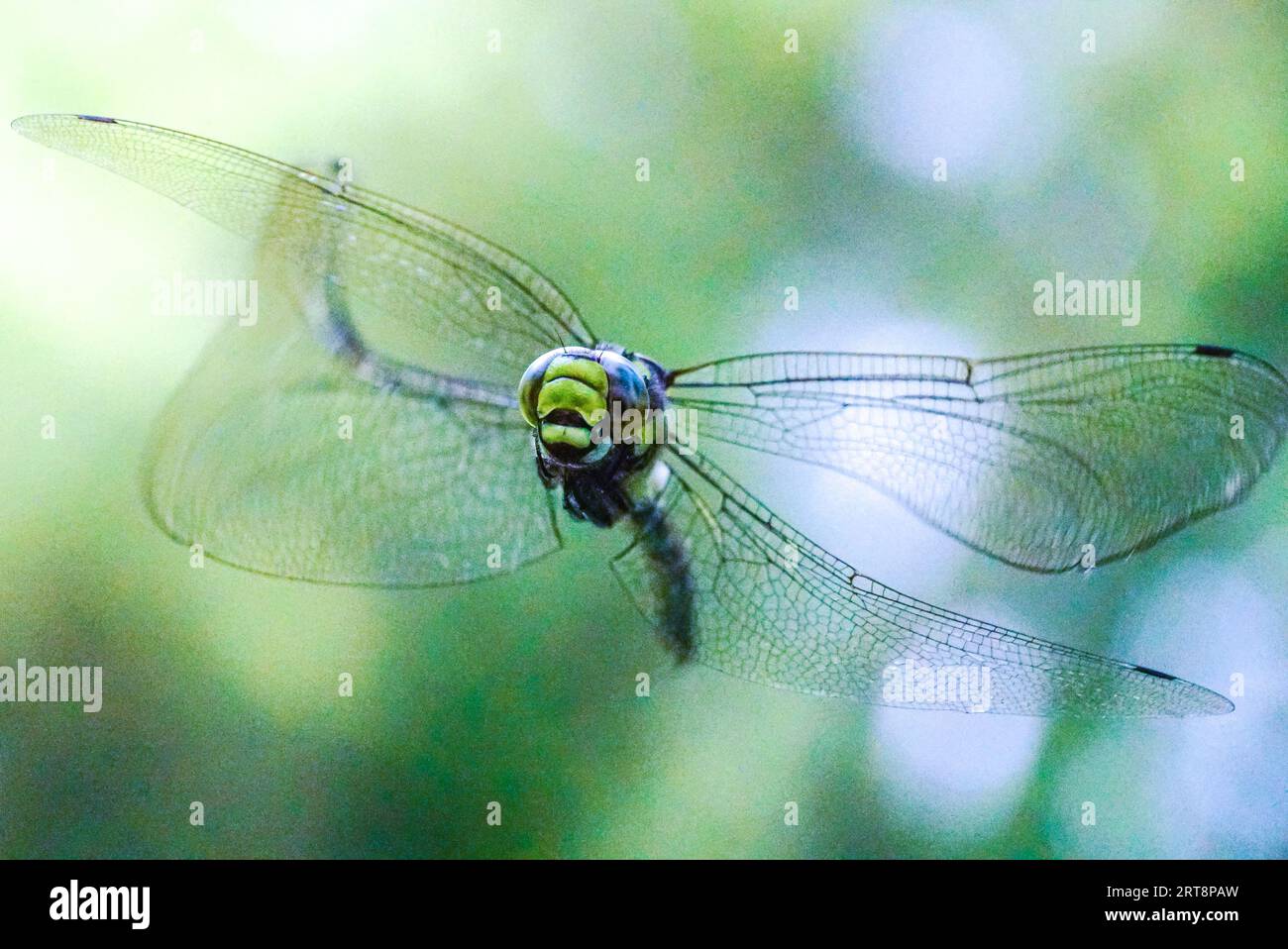 Southern Hawker in Flight Over King Alfred's Tower Woodland, Somerset 1-6 Foto Stock