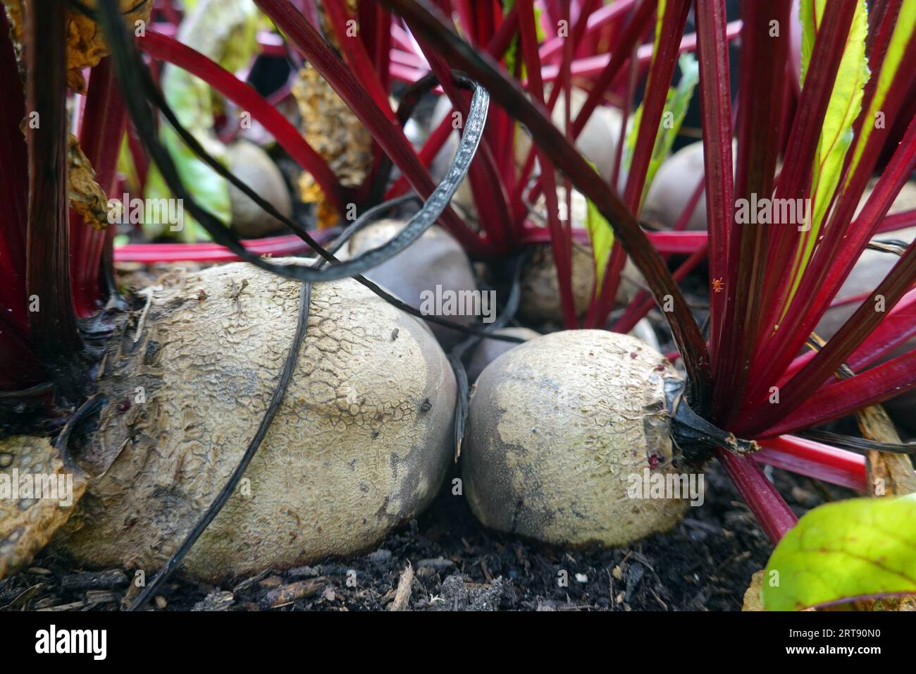 Rote Beete (Beta vulgaris subsp. Vulgaris), Rote Rübe, Pflanzen im Hochbeet Foto Stock