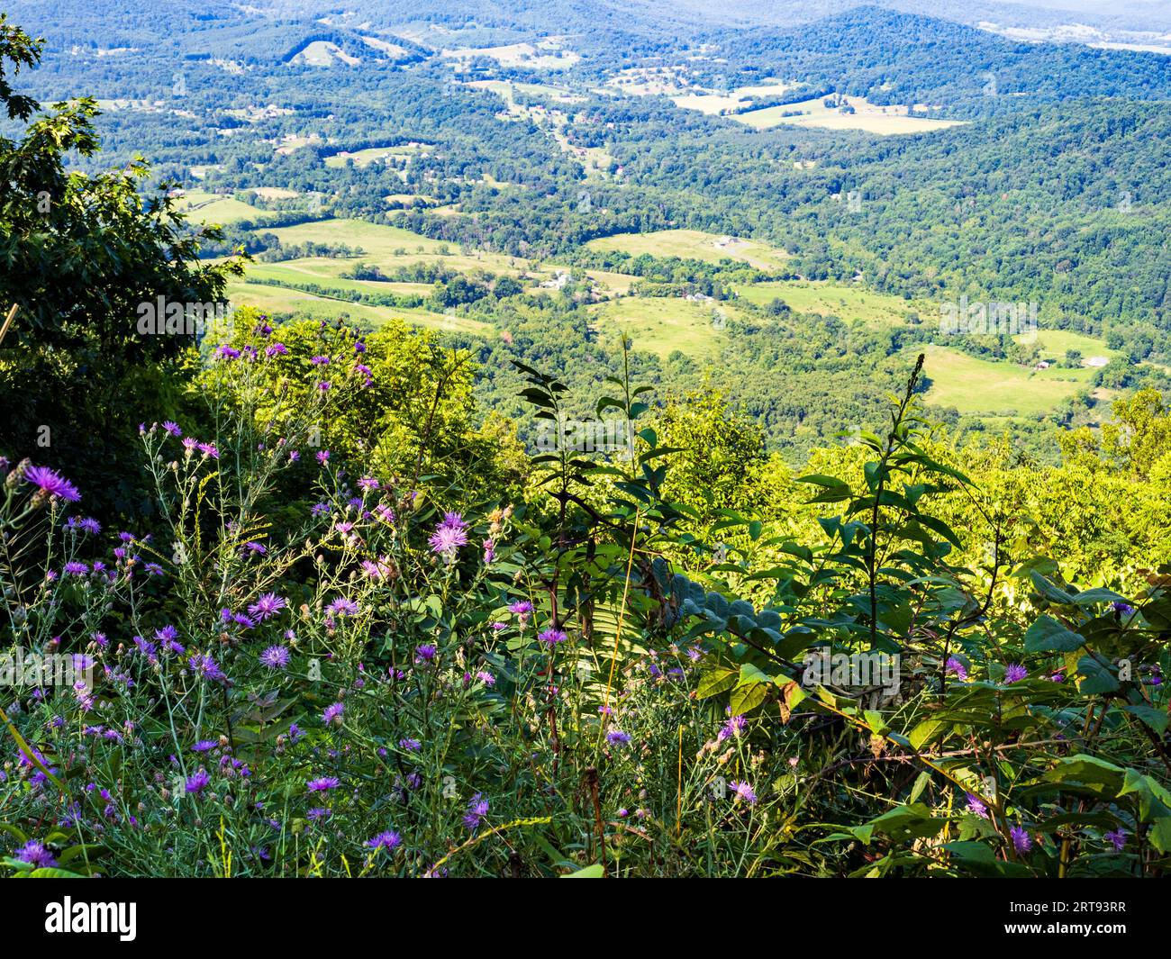 vista panoramica della Shenandoah Valley incorniciata da fiori vivaci nel parco nazionale di Shenandoah, Virginia, Stati Uniti. Foto Stock