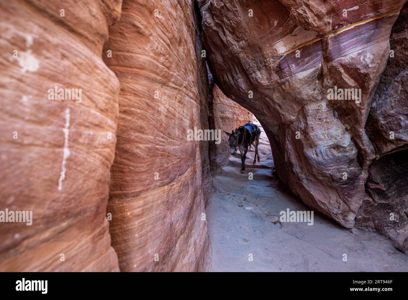 Un asino in uno stretto passaggio tra le rocce sul sentiero per il monastero (edificio ad Deir9, sito archeologico di Petra, Giordania Foto Stock