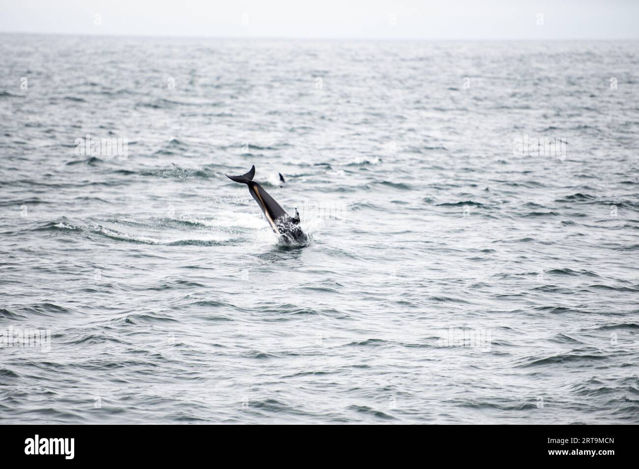 Delfino Jimping nell'oceano Foto Stock