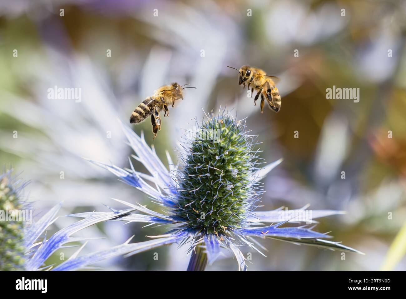 immagine di due api che volano sopra un'ametista fioritura dell'eringeo Foto Stock