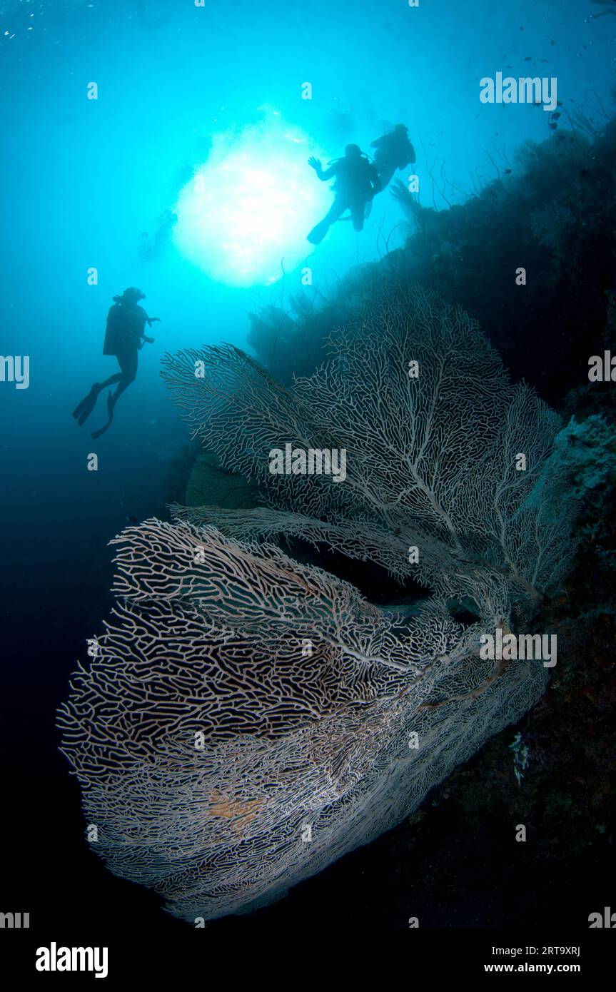 Gorgoniano Sea fan, Anella mollis, con subacquei e sole, Boo Point East Diving Site, Boo Island, Raja Ampat, West Papua, Indonesia Foto Stock