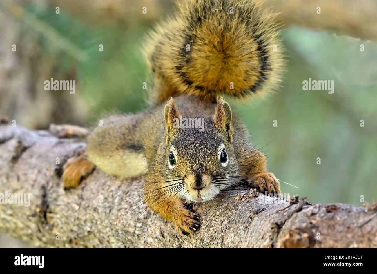 Uno scoiattolo rosso selvatico ' Tamiasciurus hudsonicus', poggiato su un ramo di abete rosso nella campagna Alberta Canada Foto Stock
