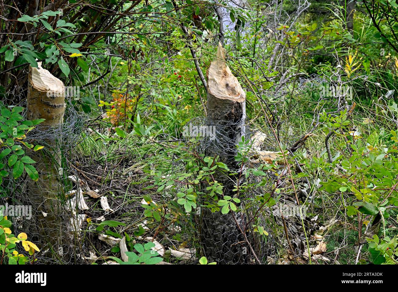 Due ceppi di alberi di aspen che sono stati masticati da un castoro. Foto Stock