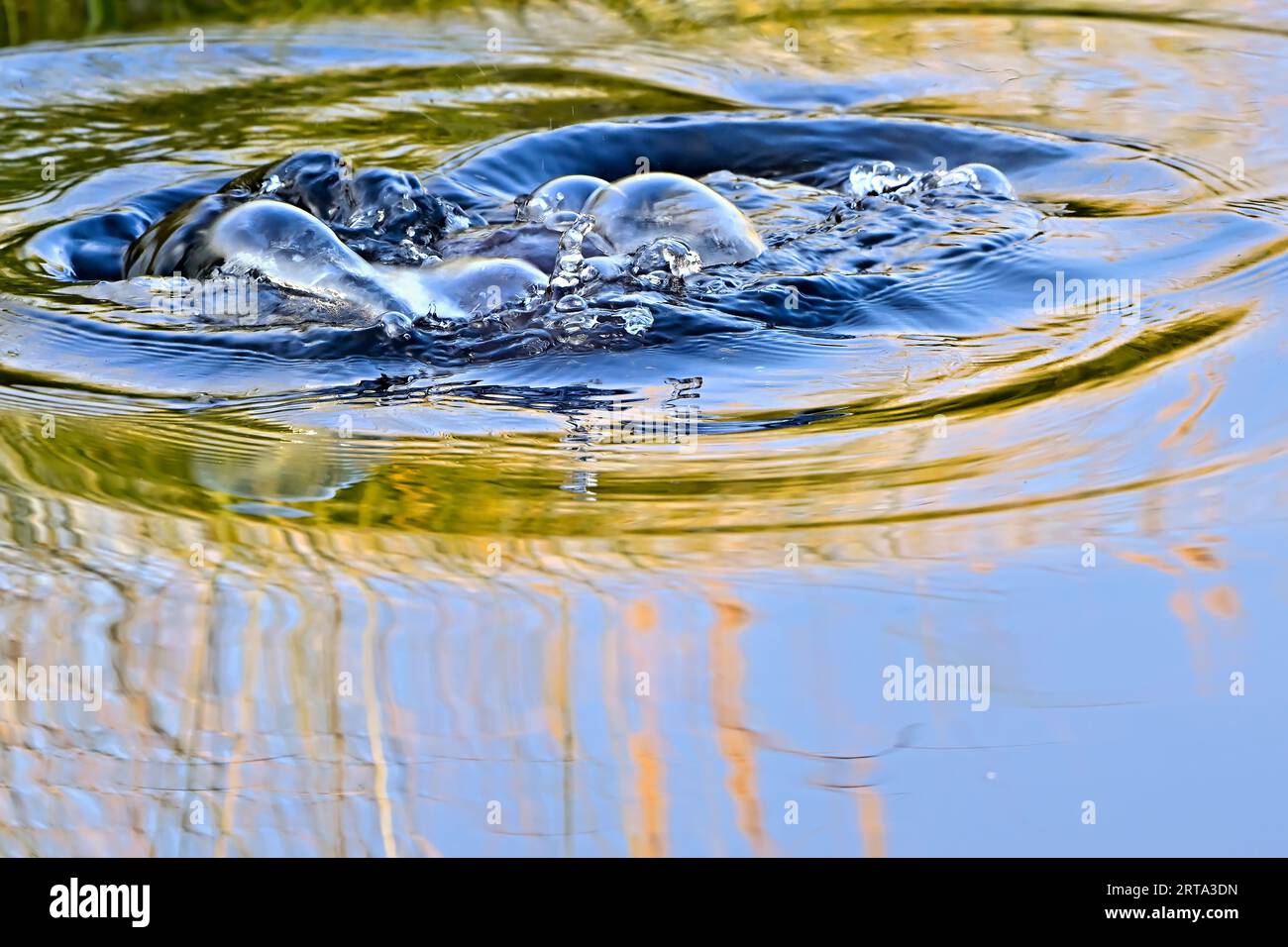 Bolle sulla superficie dell'acqua prodotte da un castoro che si immerge sotto la superficie Foto Stock