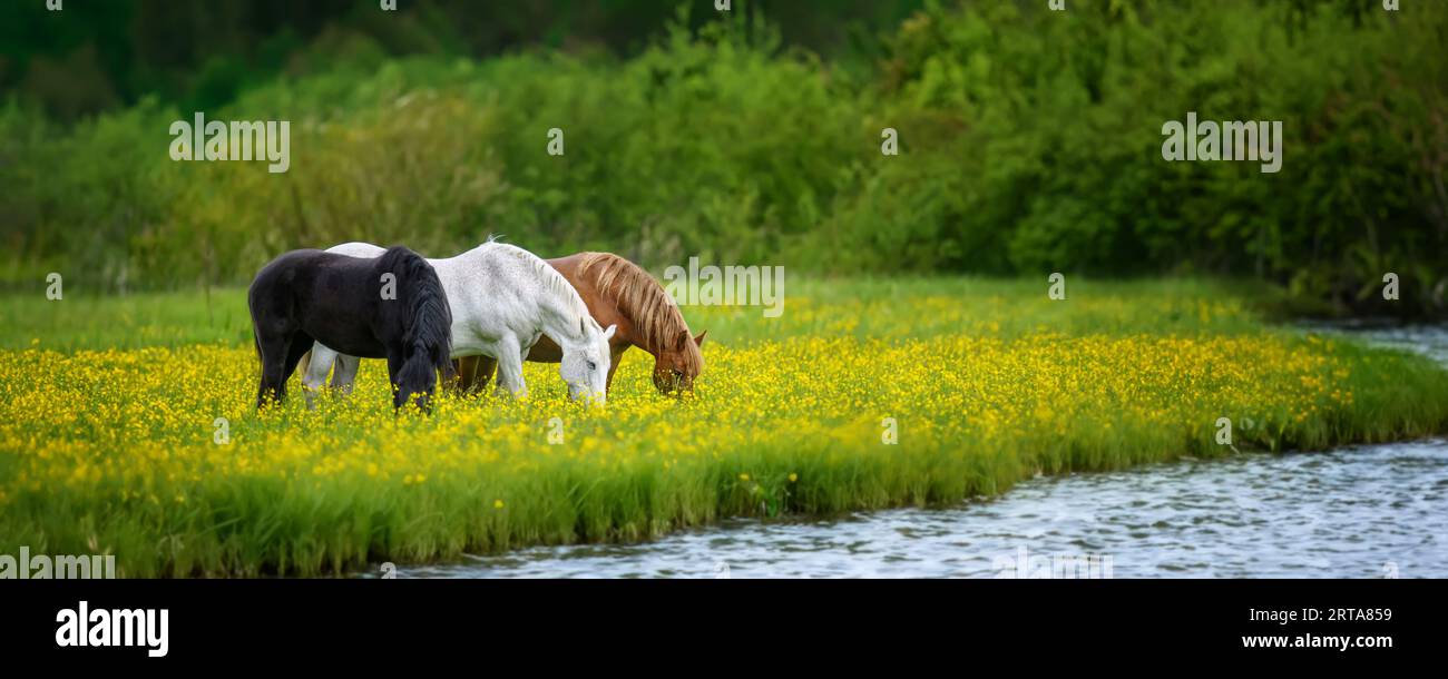 Cavallo bianco, nero e marrone su un campo di fiori gialli vicino al fiume. Tre animali sul prato Foto Stock
