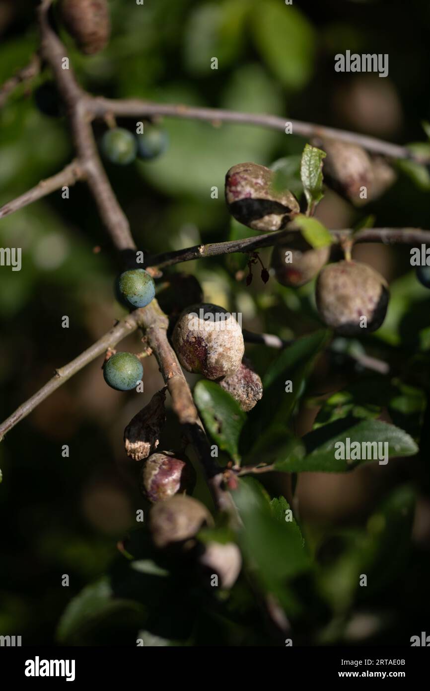 Sciami (Prunus spinosa, Blackthorn) con tascabile Plum Gall (Taphrina pruni) Foto Stock