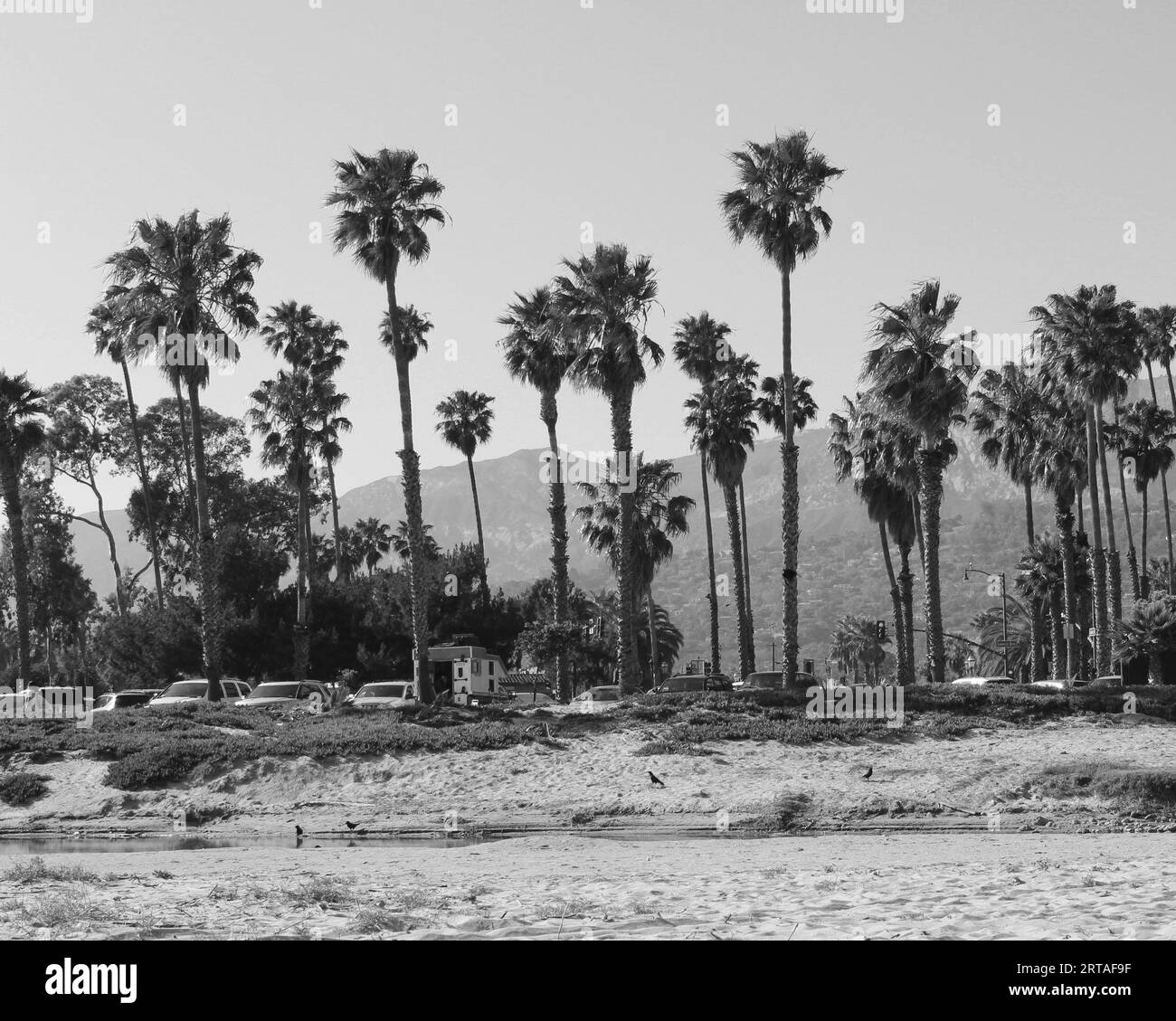 palme sulla spiaggia, palme lungo la spiaggia di Santa Barbara in bianco e nero Foto Stock