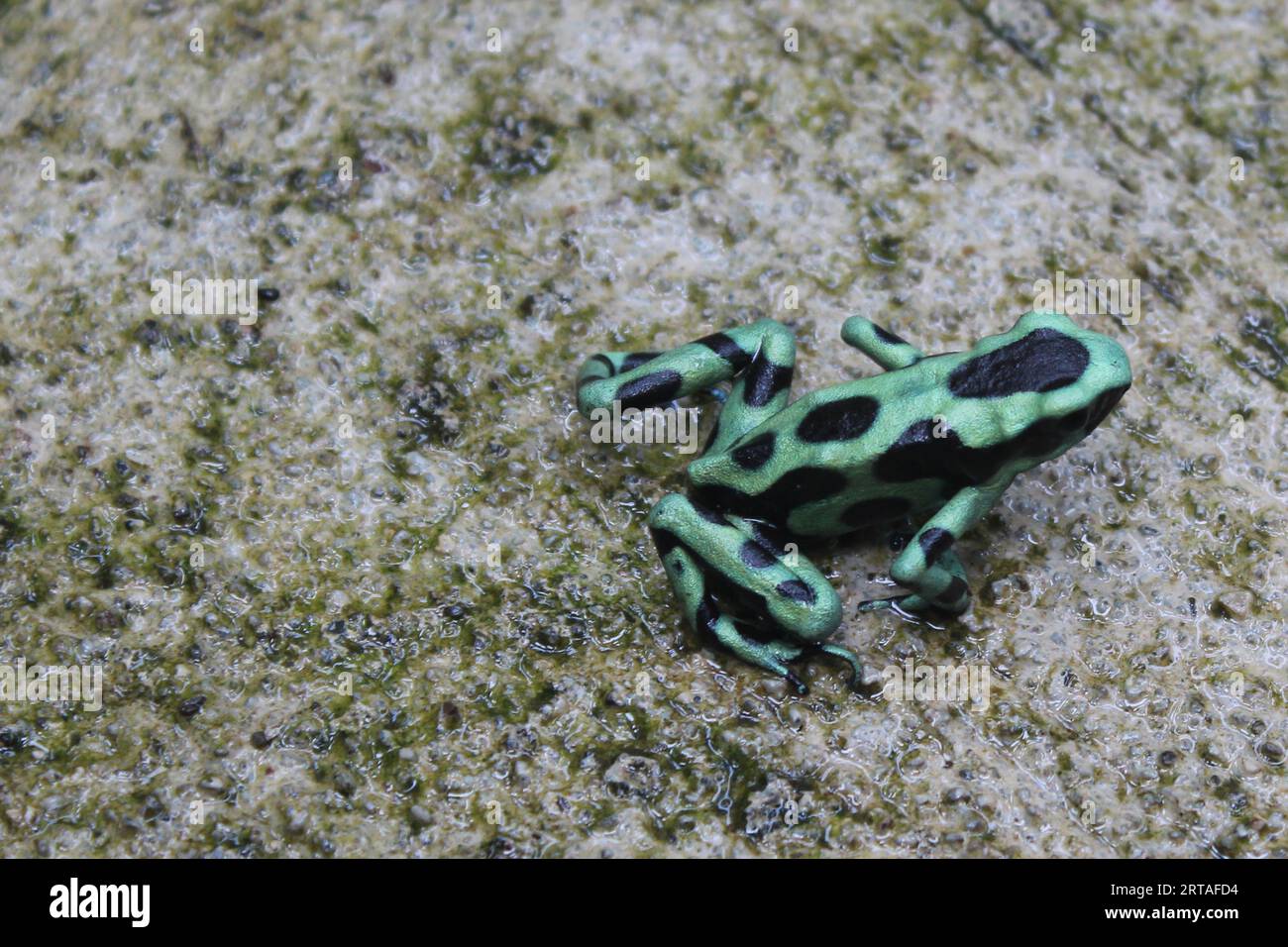 La rana velenosa verde e nera in Costa Rica, primo piano di una rana veleno verde e nera Foto Stock