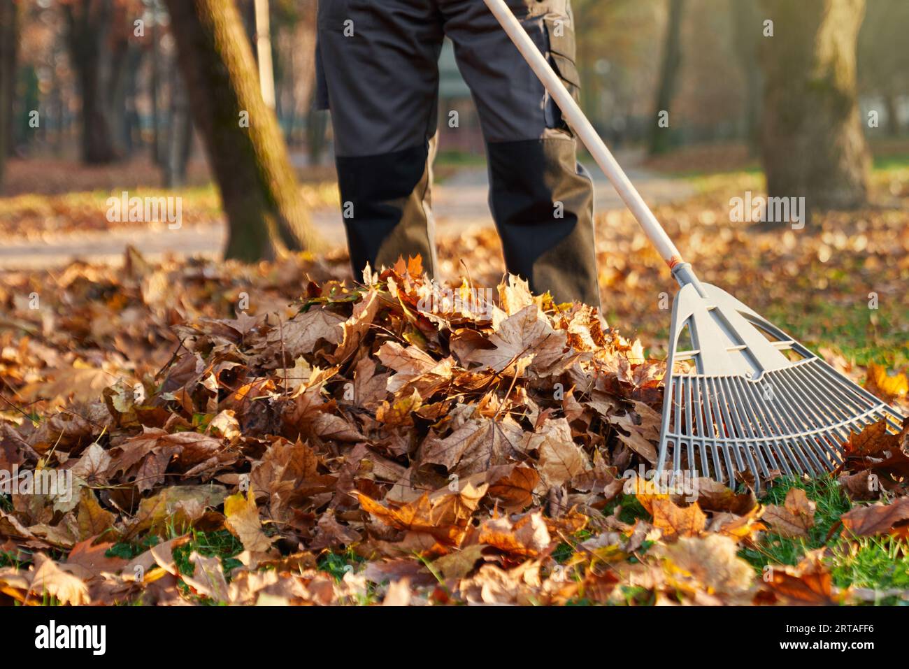 Lavoratore maschile anonimo che indossa un'uniforme scura usando il rastrello per raccogliere le foglie cadute in pila sul cortile. Vista del prodotto dell'uomo che rastrella foglie asciutte, pulizia gr Foto Stock