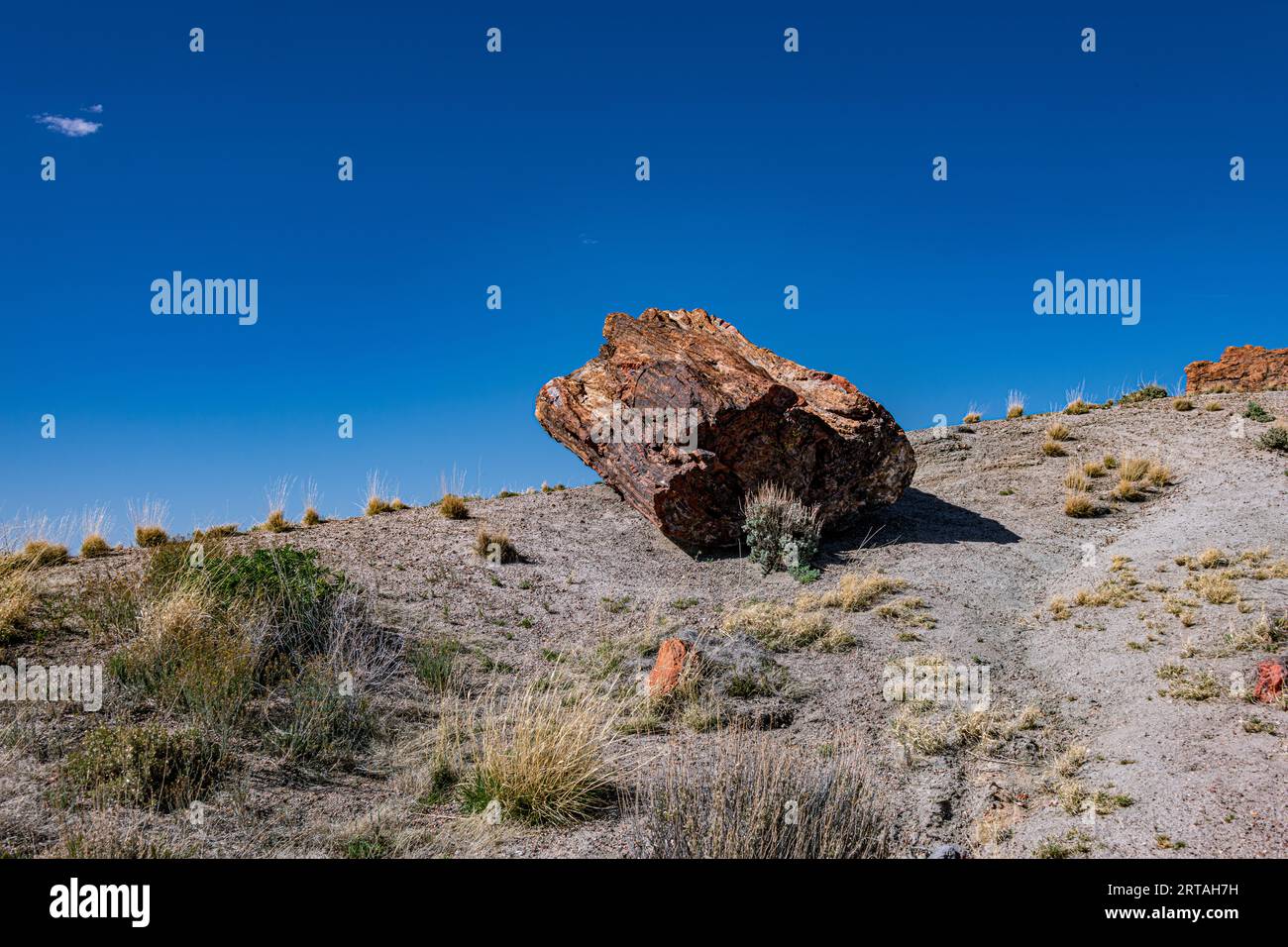 Bei raffreddori negli alberi pietrificati nel Parco Nazionale della Foresta pietrificata Foto Stock