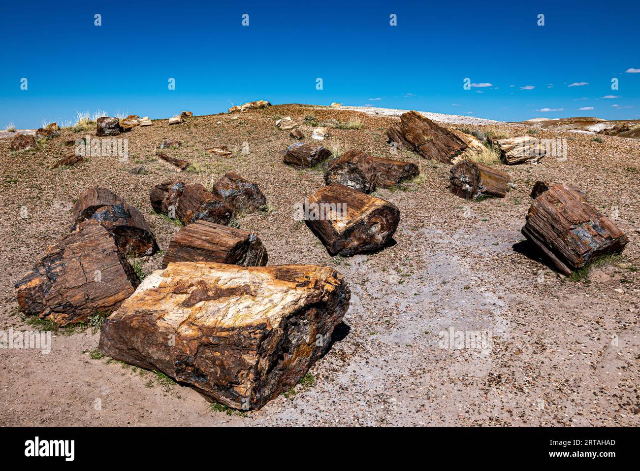 Bei raffreddori negli alberi pietrificati nel Parco Nazionale della Foresta pietrificata Foto Stock