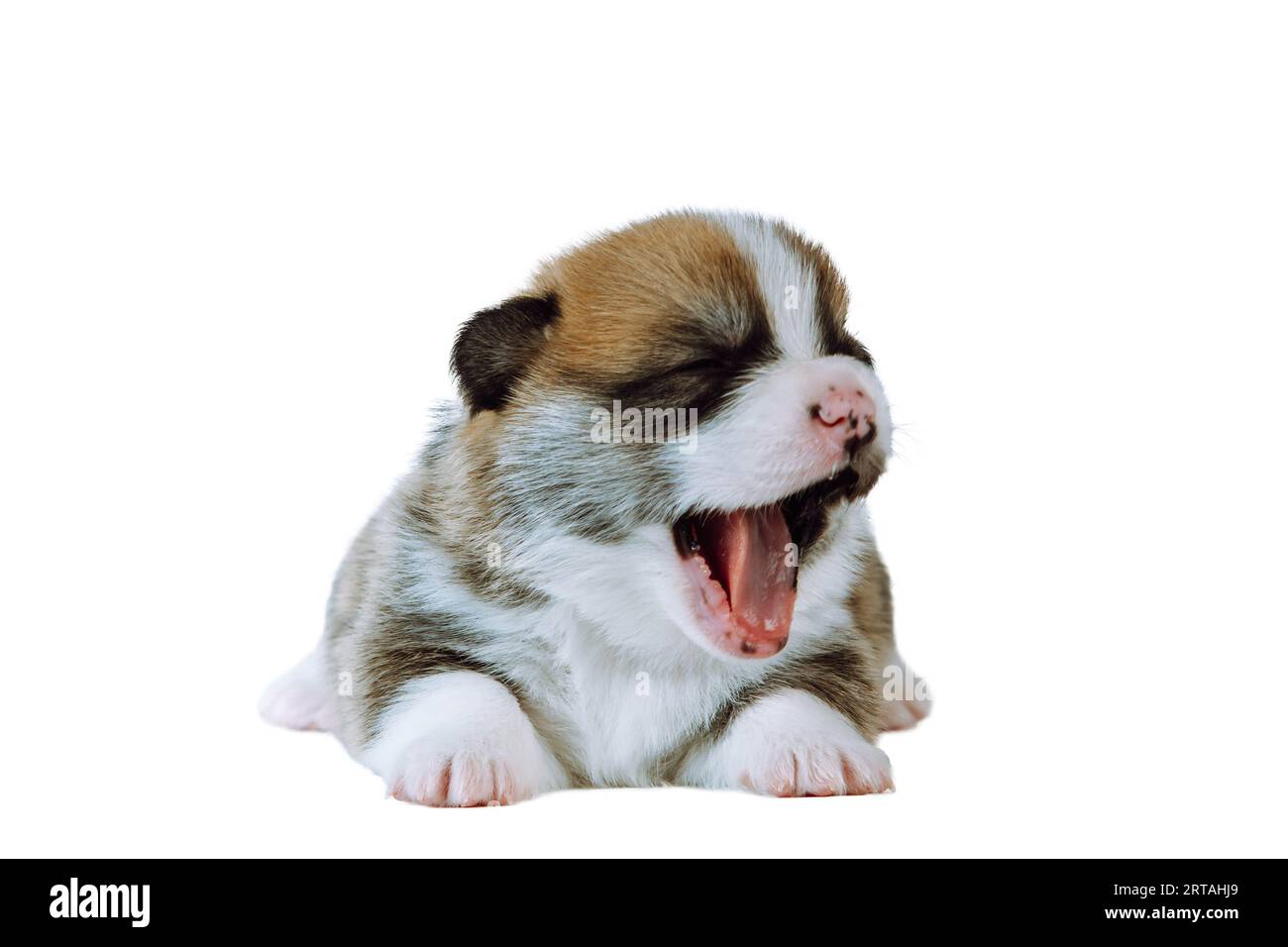 Ritratto di un cucciolo di cane gallese pembroke corgi, bianco e sonnolento, di due mesi, adagiato su sfondo bianco, sbadigliando, aprendo la bocca. PET Foto Stock