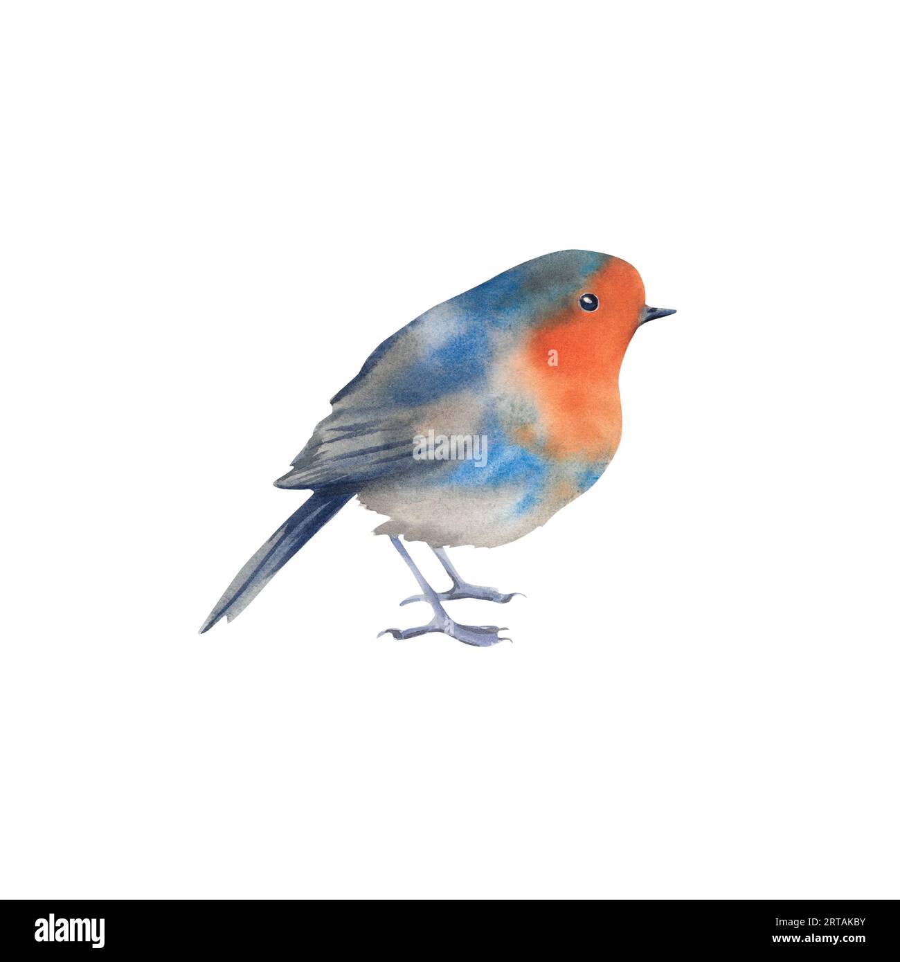 Robin. Illustrazione ad acquerello su sfondo isolato. Uccelli invernali. Il mondo animale Foto Stock