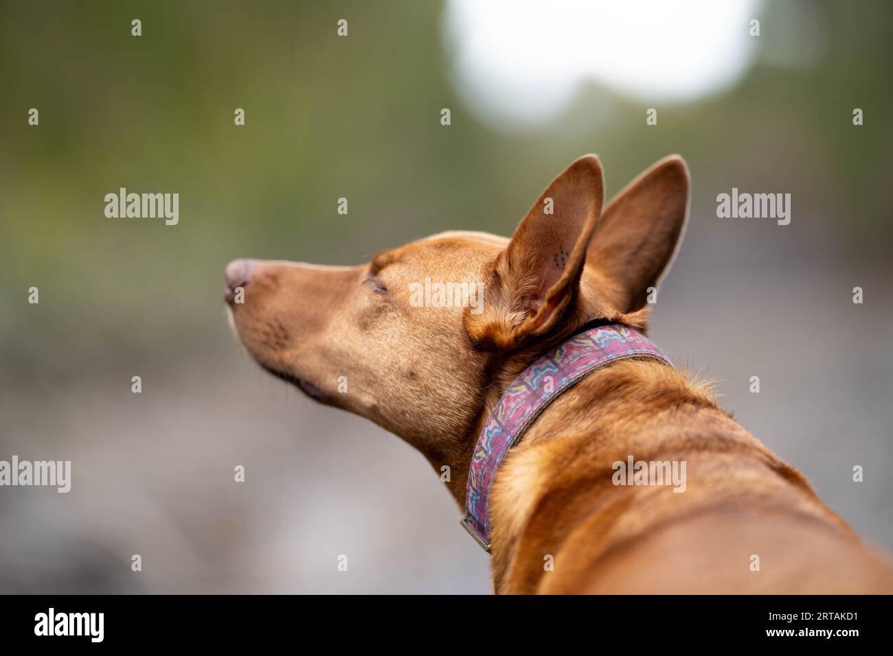 ritratto di un cane kelpie che lavora in australia Foto Stock