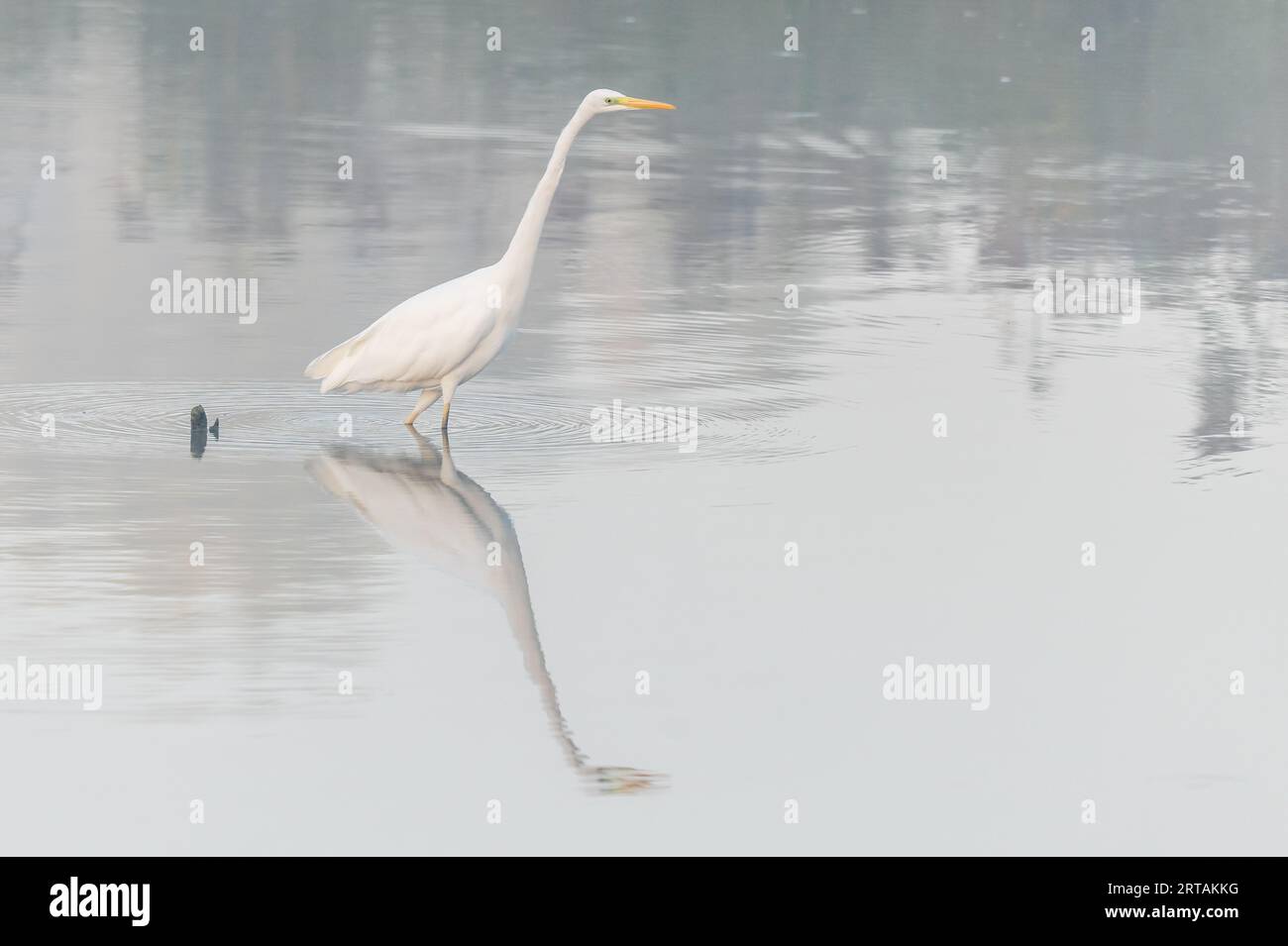 Grande egretta (Ardea alba) che pesca in volo in una palude. BAS-Rhin, Collectivite europeenne d'Alsace, Grand Est, Francia. Foto Stock