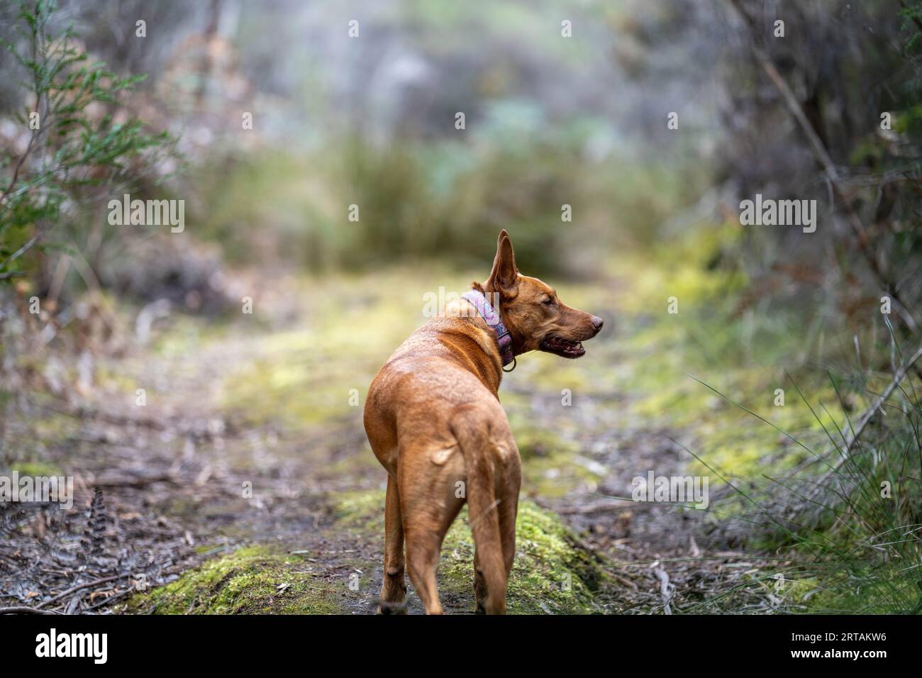 ritratto di un cane kelpie che lavora in australia Foto Stock