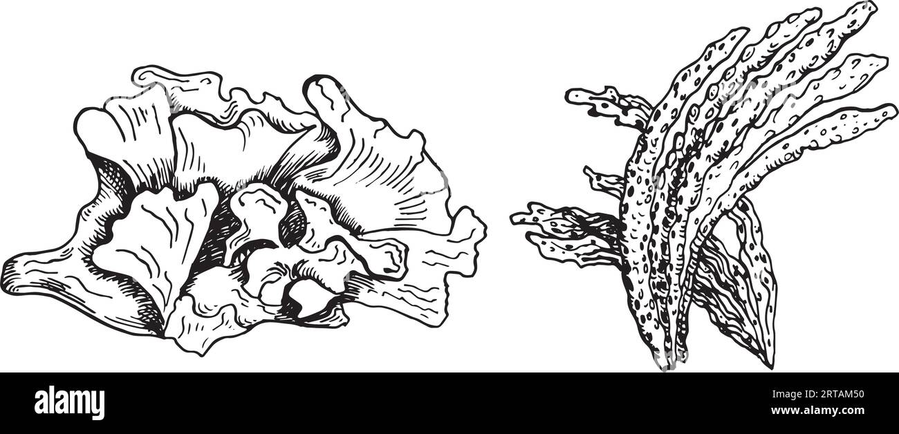 Illustrazione disegnata a mano con inchiostro di piante vettoriali di mare isolata su sfondo bianco. Laminaria, spirulina, ulva, insalata di mare, linea bianca nera di alghe. Progettazione Illustrazione Vettoriale
