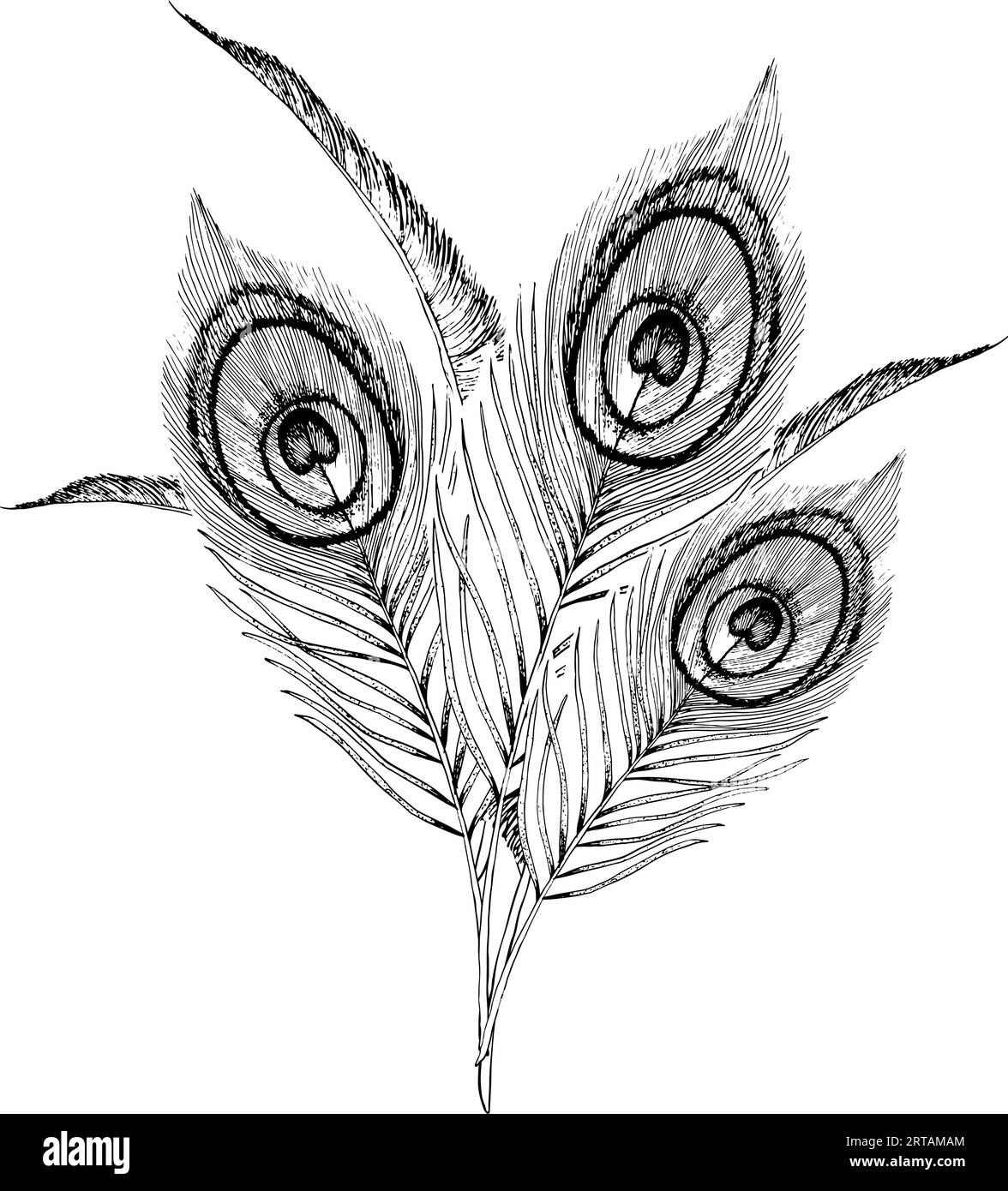 Bouquet di piume Vector pavone disegnate a mano grafica in bianco e nero Illustrazione Vettoriale