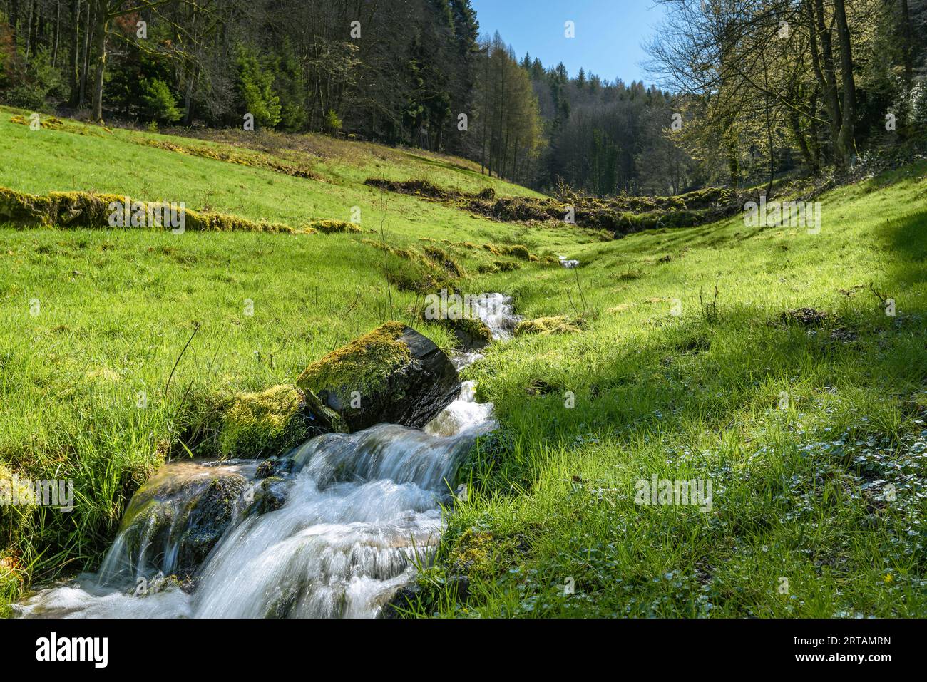Un ruscello in un prato vicino al sentiero escursionistico per Lautenfelsen, Gernsbach, Foresta Nera, Baden-Württemberg, Germania Foto Stock