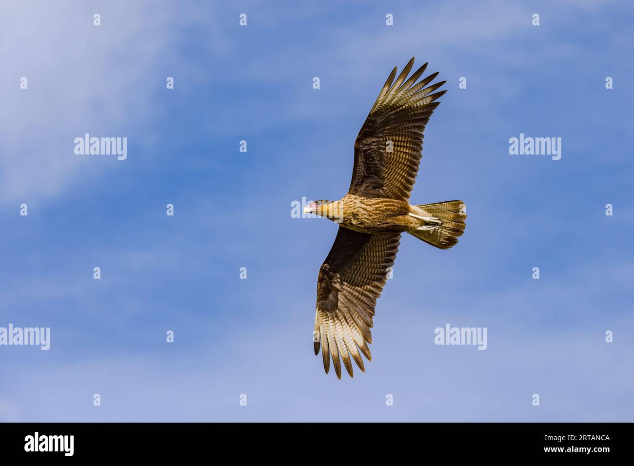 caracara crestata con sfumature distintive (caracara) dal basso contro il cielo blu, Argentina, Patagonia, Sud America Foto Stock