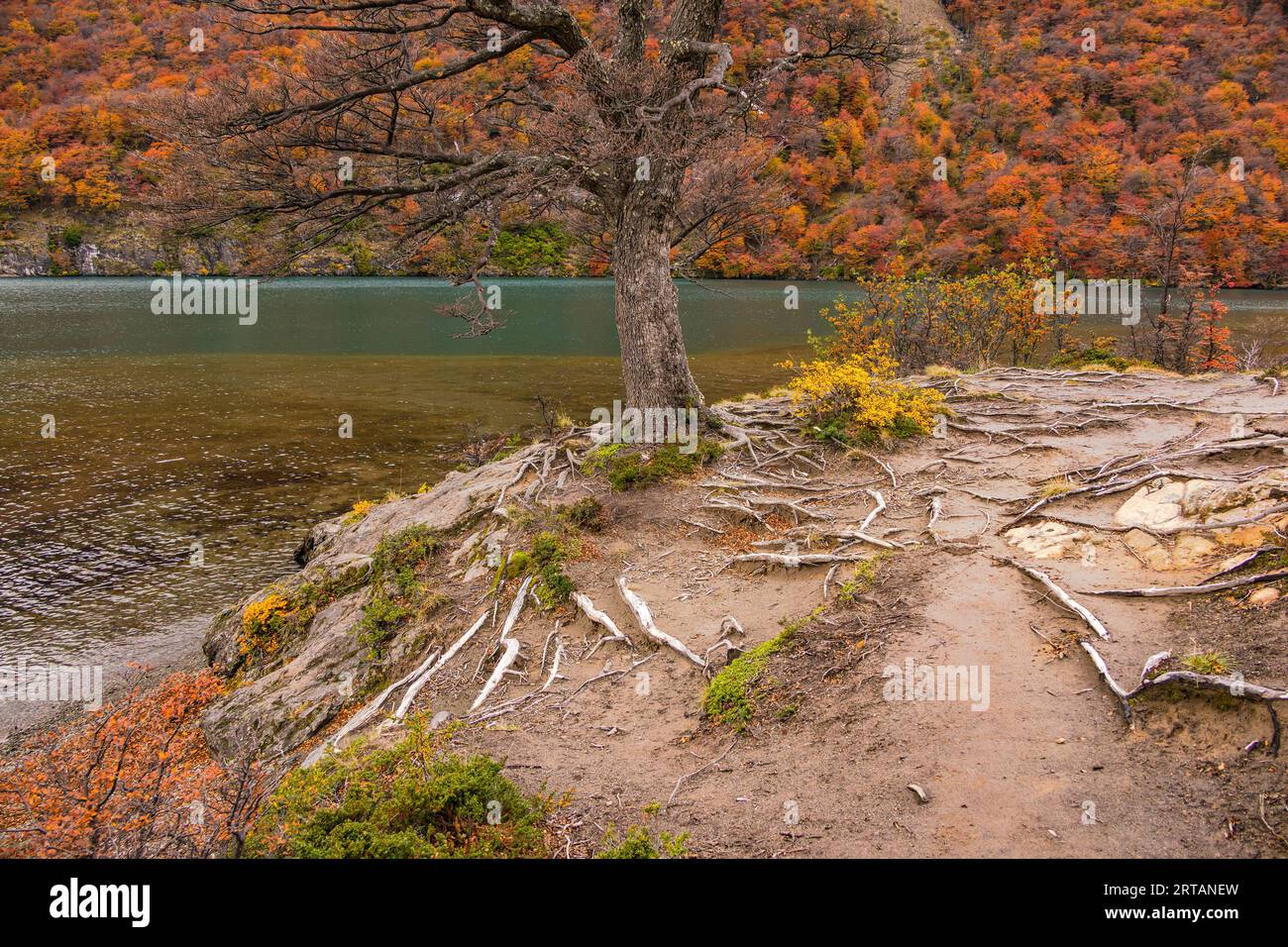 Albero impressionante in un paesaggio autunnale con molte radici su una collina di fronte a un lago vicino a El Chalten, Argentina, Patagonia Foto Stock