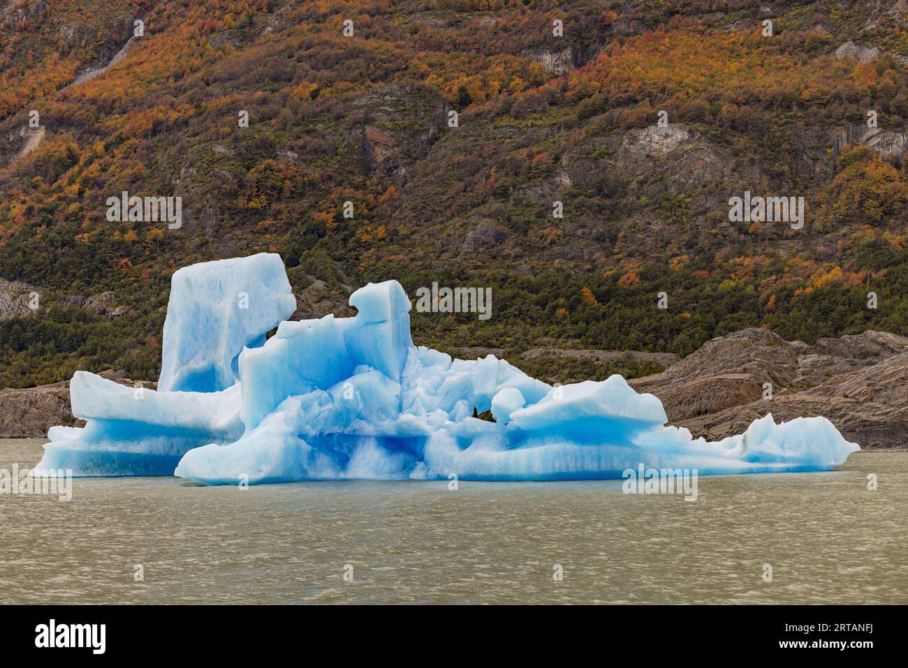 Un iceberg blu dalla forma bizzarra davanti agli alberi autunnali al ghiacciaio Grigio nel Parco Nazionale Torres del Paine, Cile, Patagonia Foto Stock