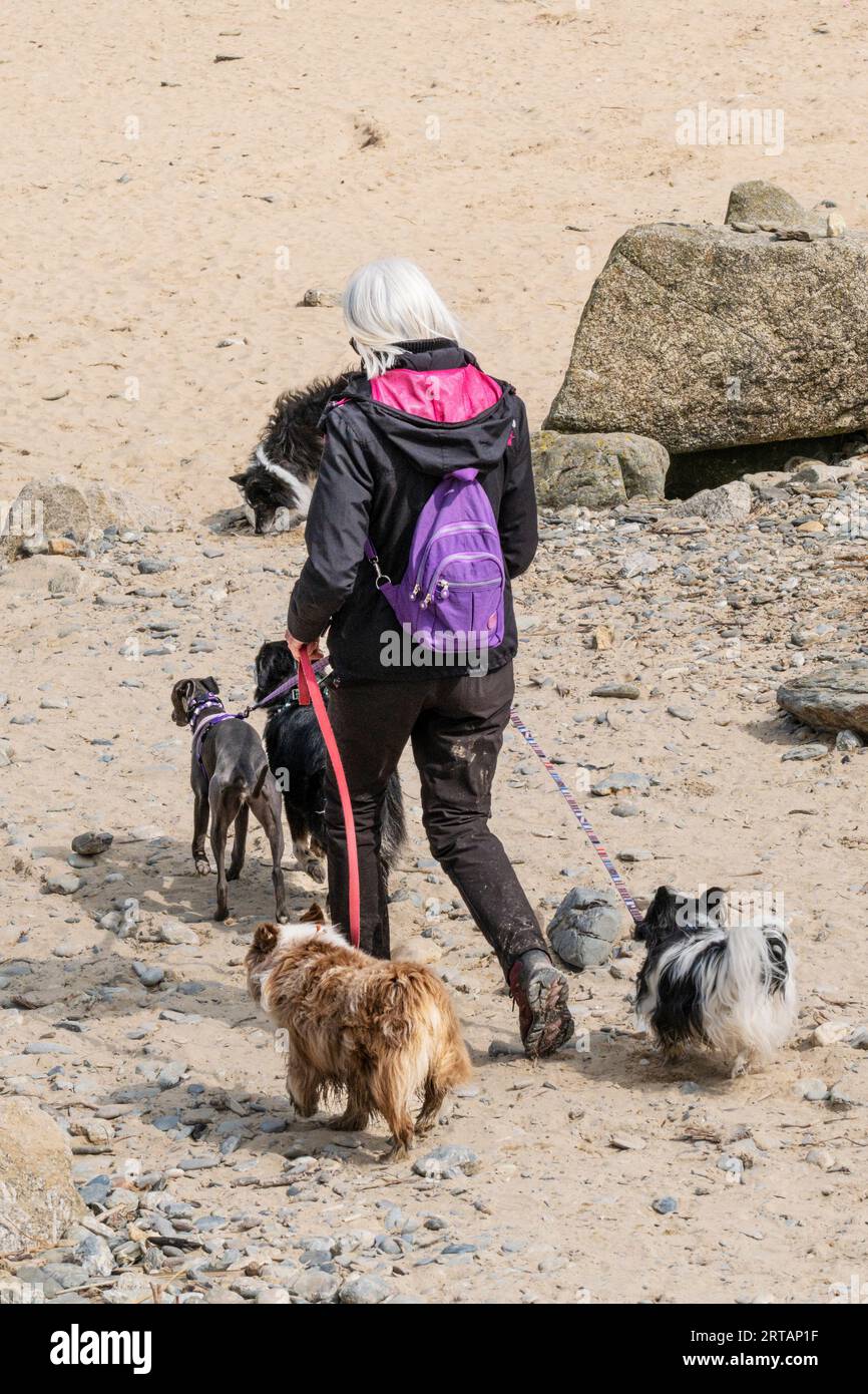 Un passeggio per cani sulla spiaggia Mawgan Porth in Cornovaglia, Regno Unito. Foto Stock