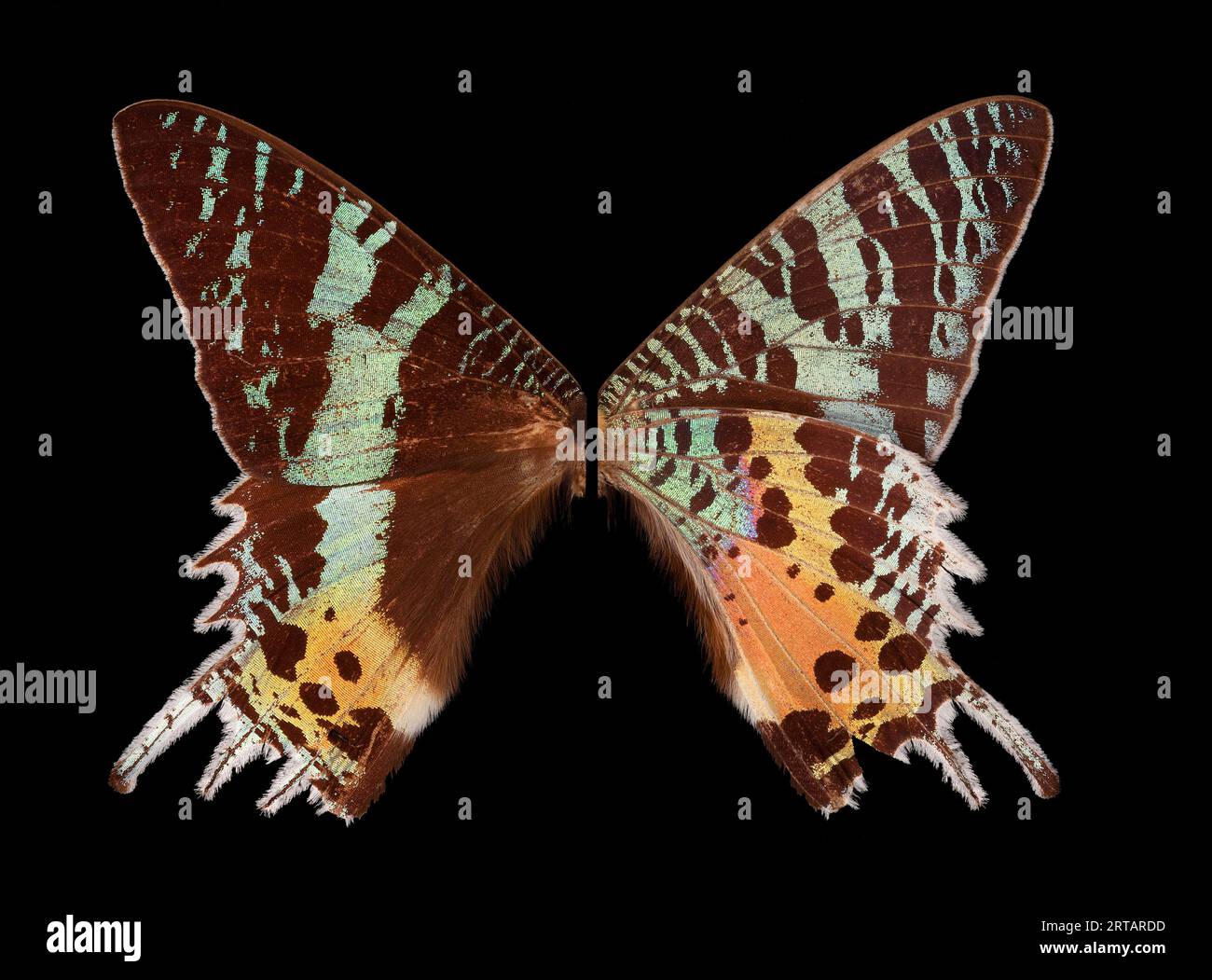 Falena al tramonto malgascia, Chrysiridia ripheus, immagine composita che mostra i dettagli dell'ala superiore e inferiore Foto Stock